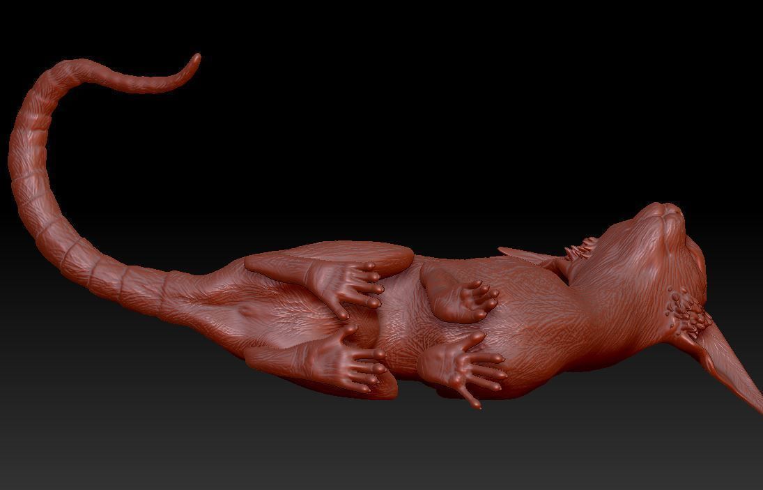 Fantastic cat 3D print model_9