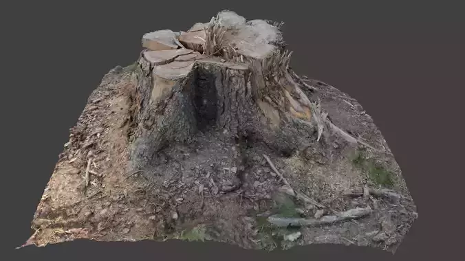 3D Scan tree trunk in highpoly 3D model  7mln Polygons
