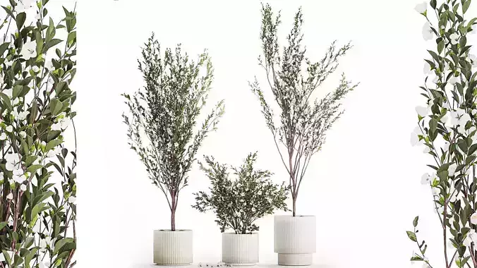 Flowering trees white sakura cherry outdoor pot 1471