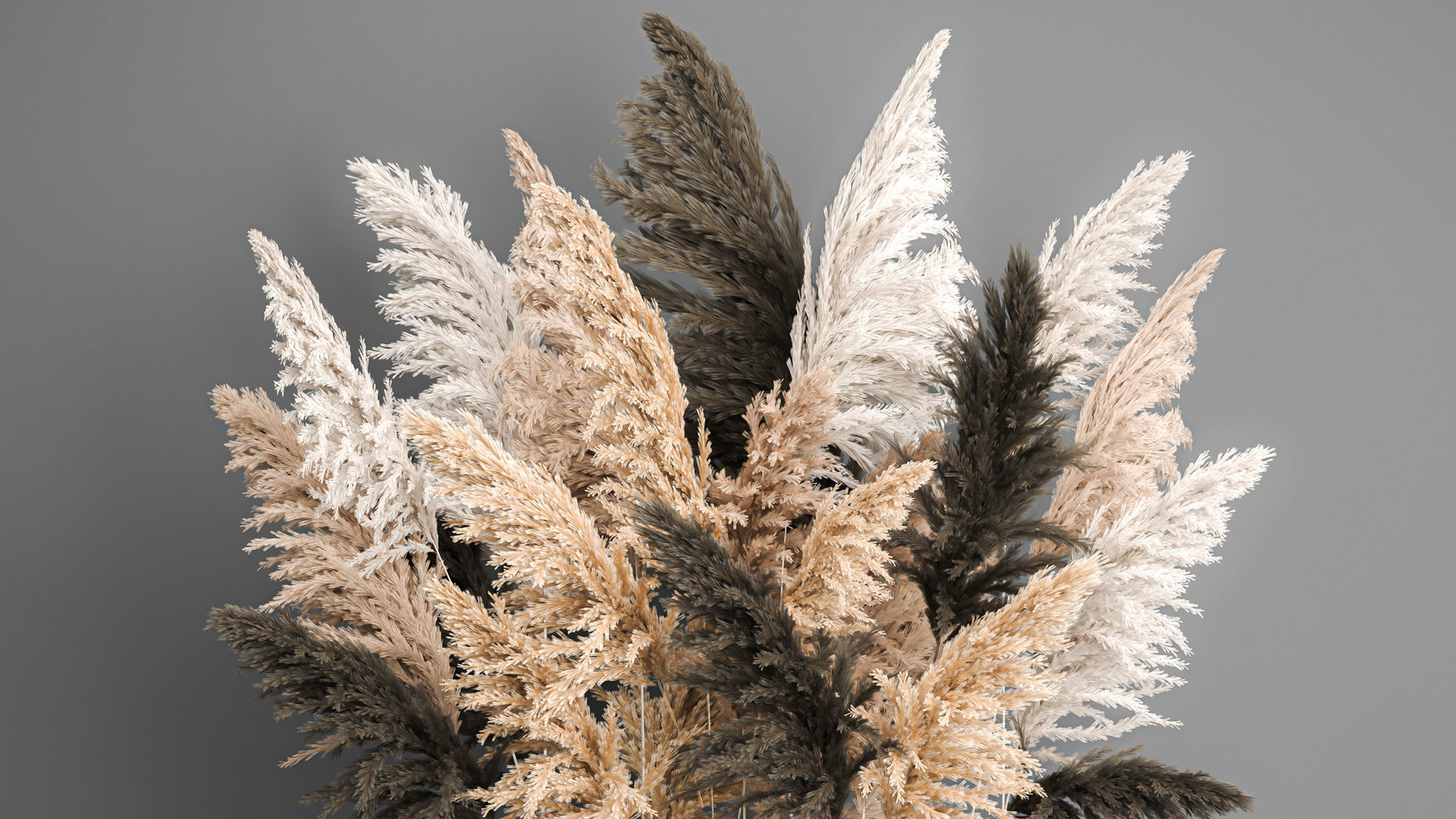 Collection of bouquets of dried flowers pampas Cortaderie reeds _10