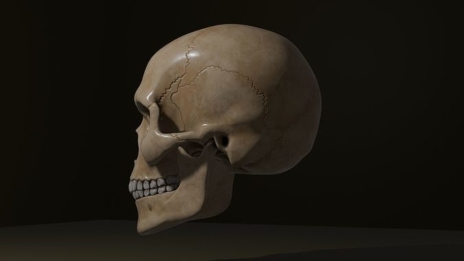 human skull 3D print model