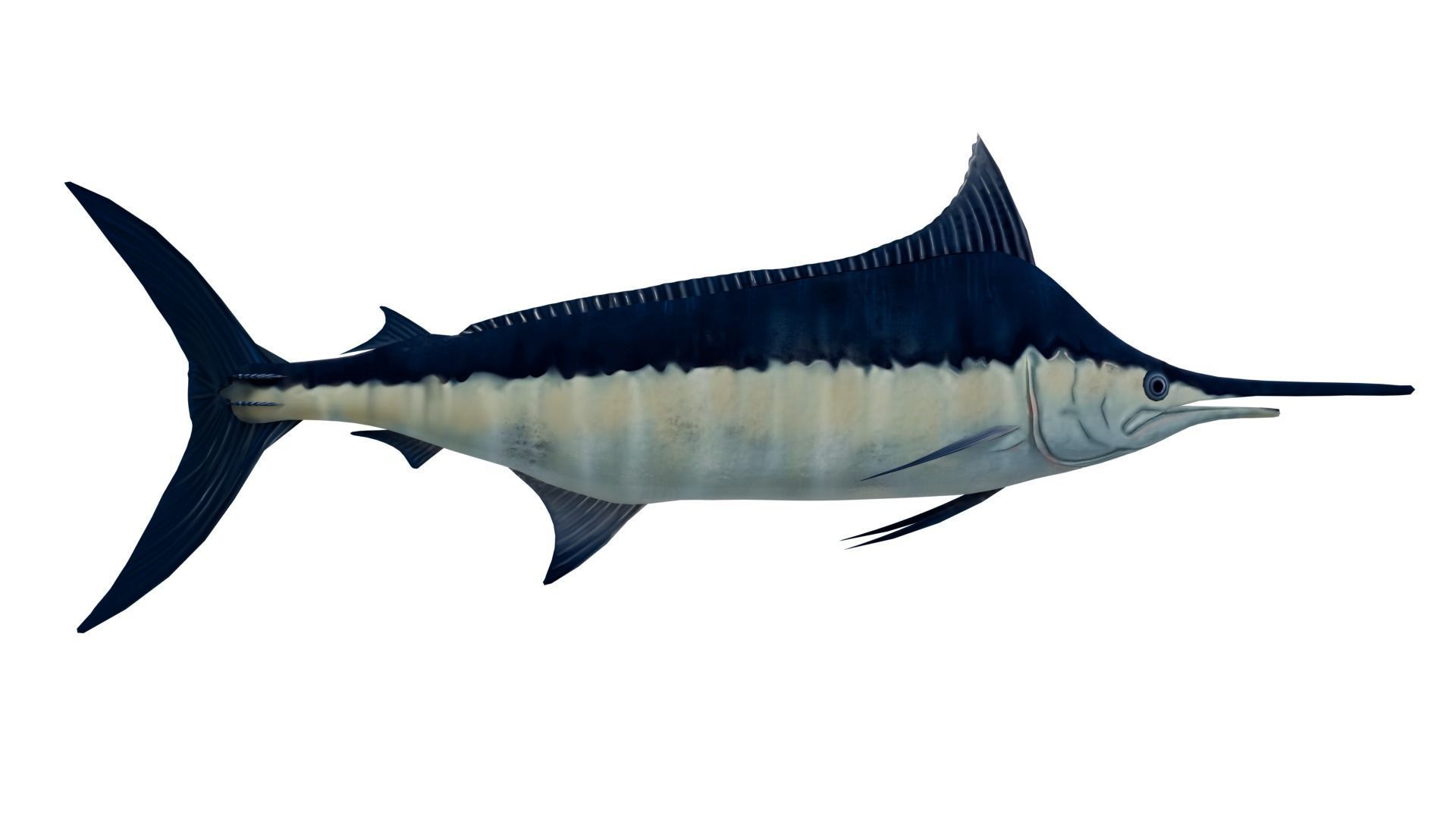 Sword Fish 3D model_4