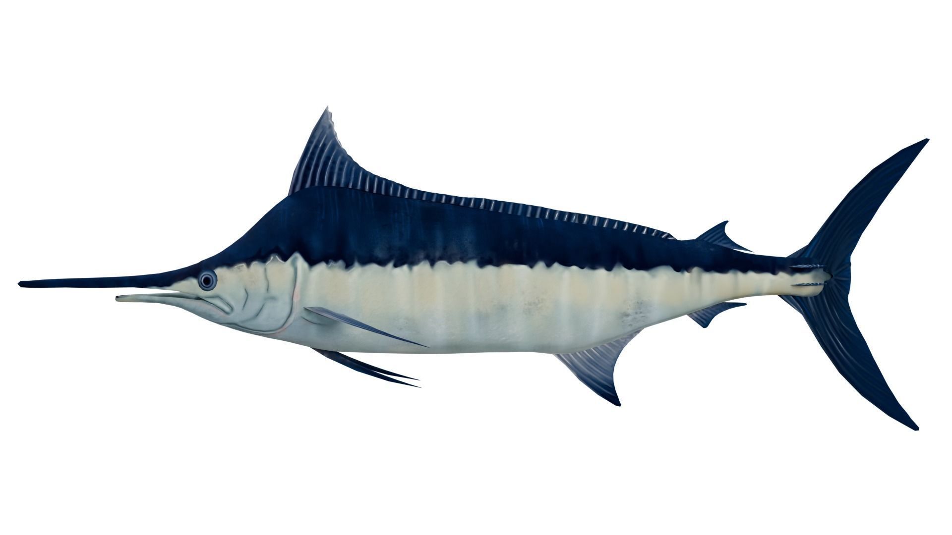 Sword Fish 3D model_1