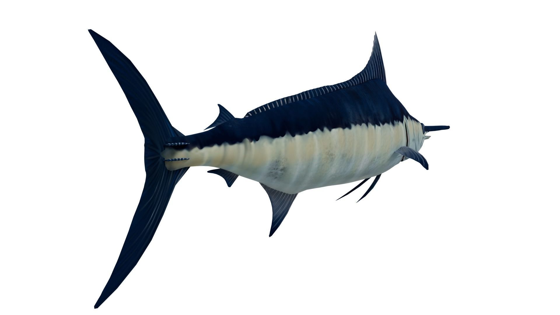 Sword Fish 3D model_3