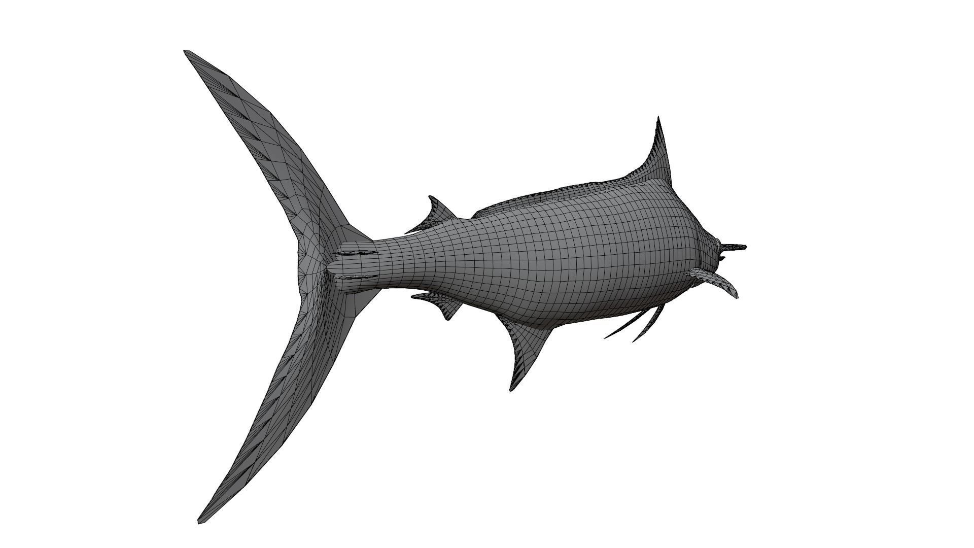 Sword Fish 3D model_12
