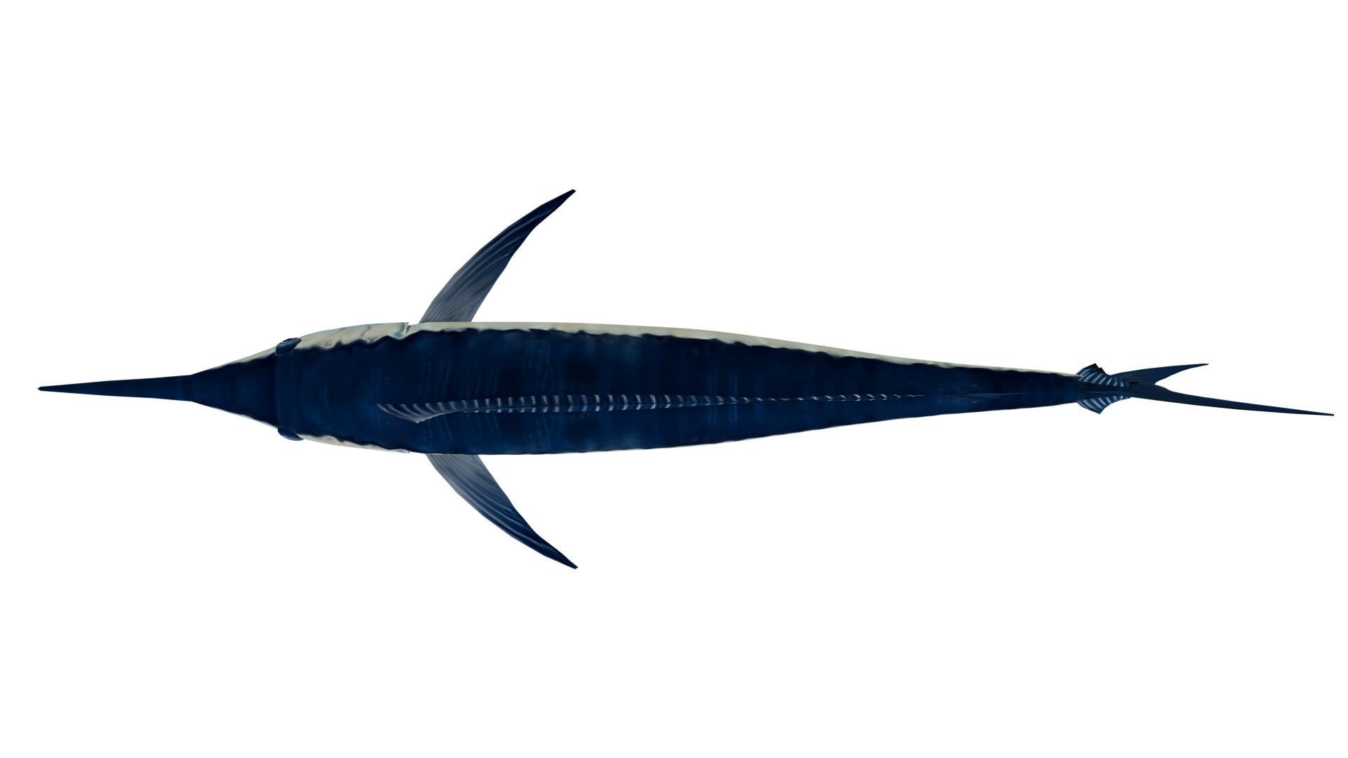 Sword Fish 3D model_7