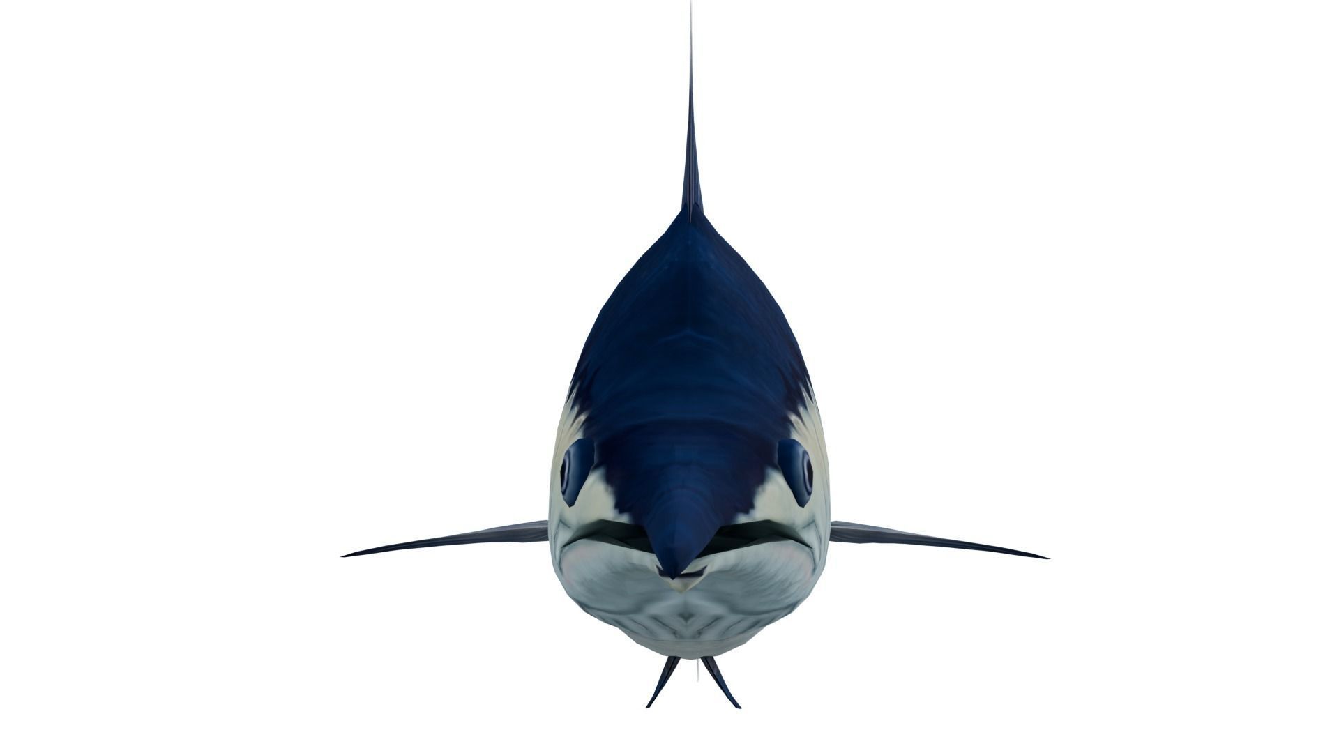Sword Fish 3D model_6