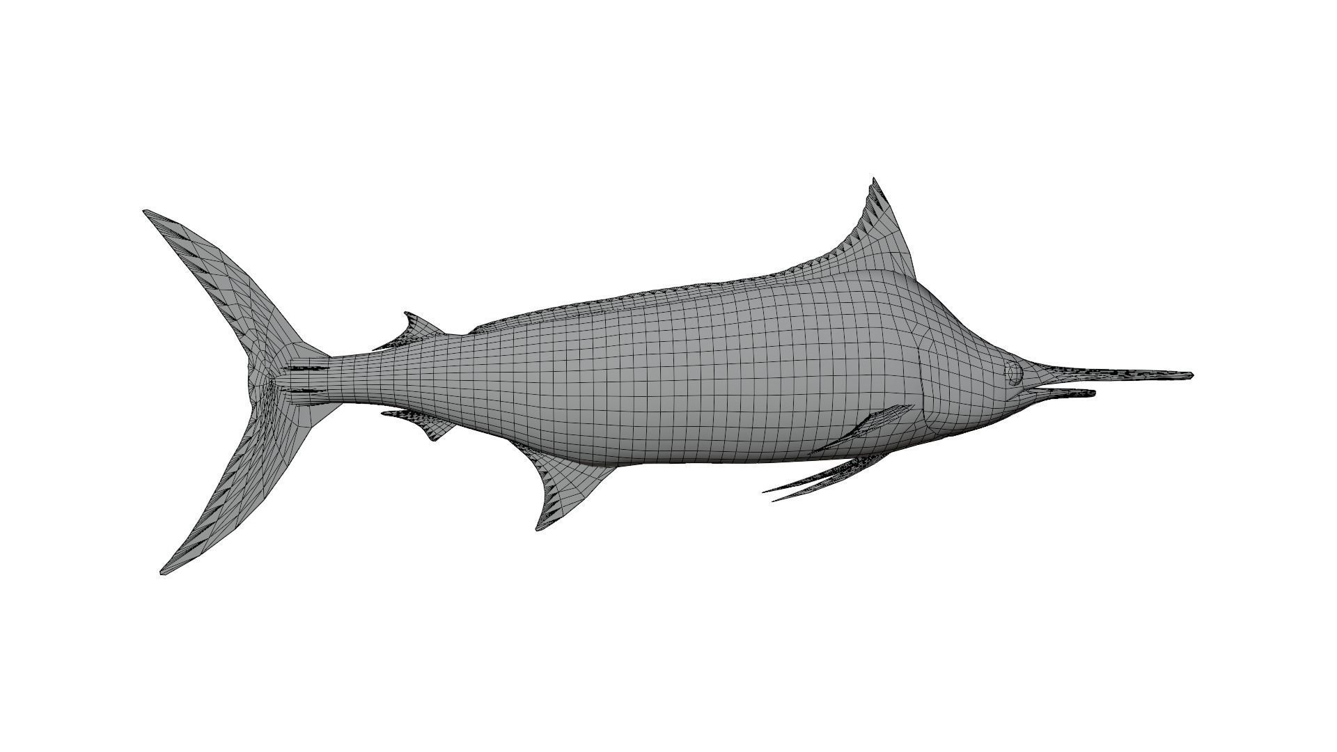 Sword Fish 3D model_13