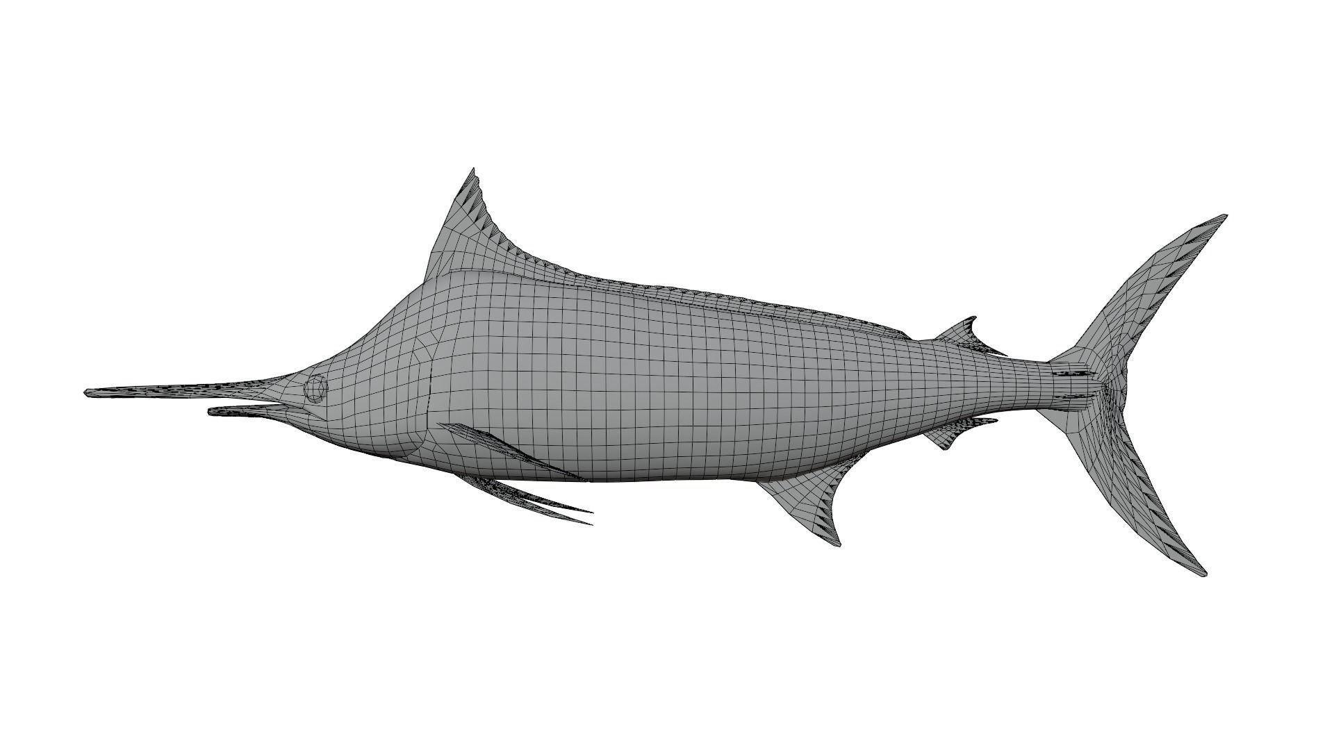 Sword Fish 3D model_10
