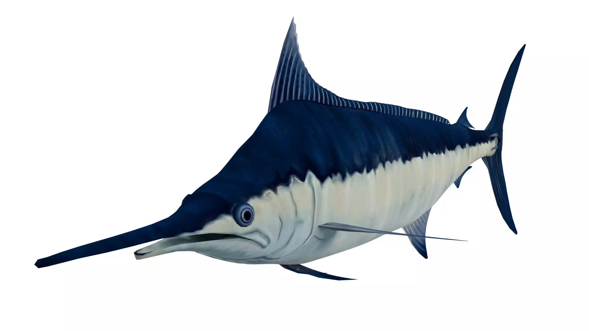 Sword Fish 3D model_0