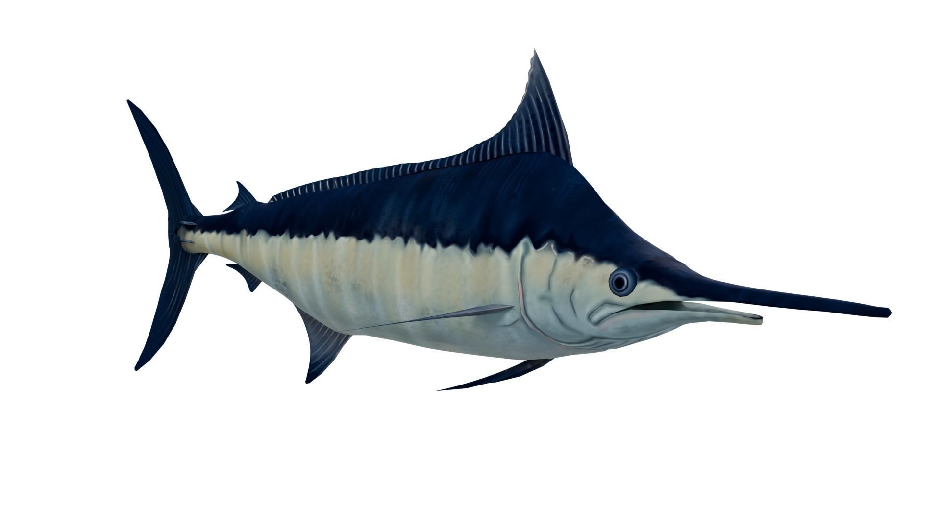 Sword Fish 3D model_5