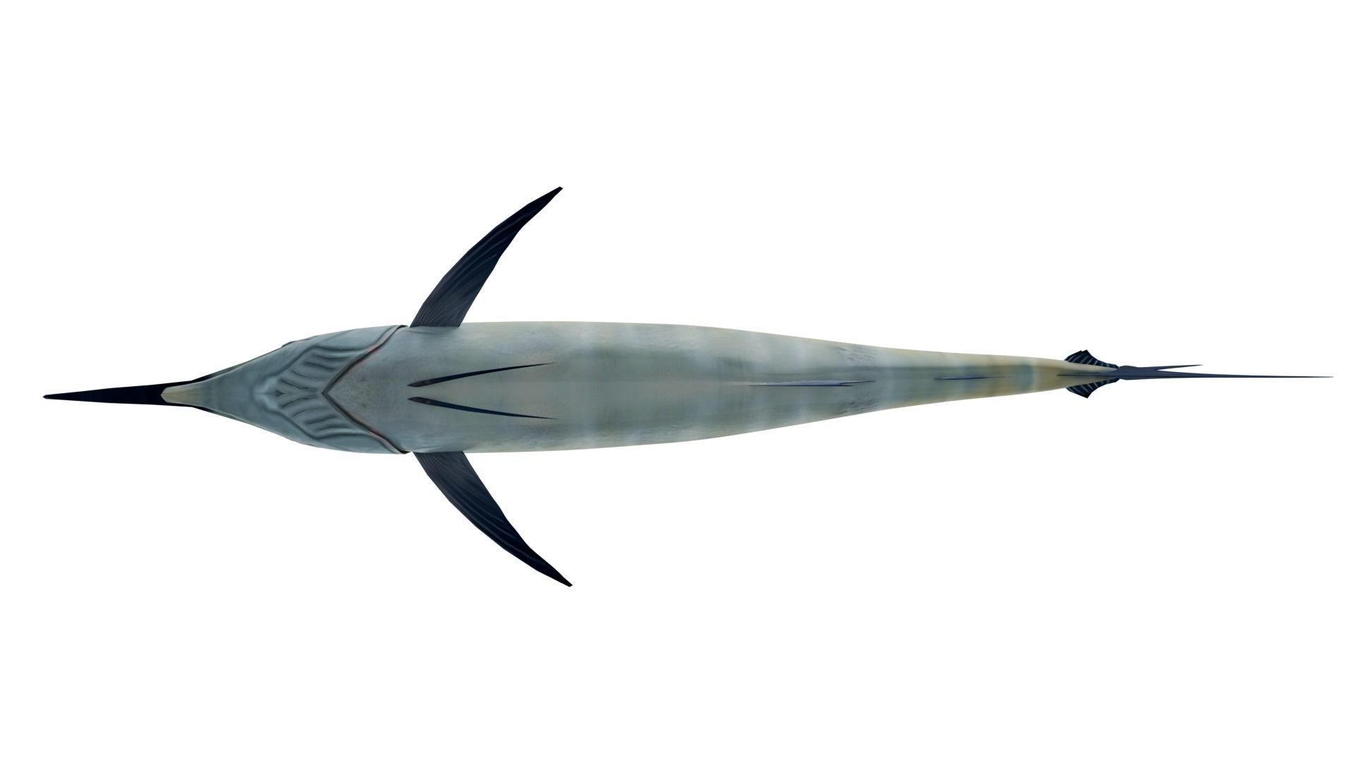 Sword Fish 3D model_8