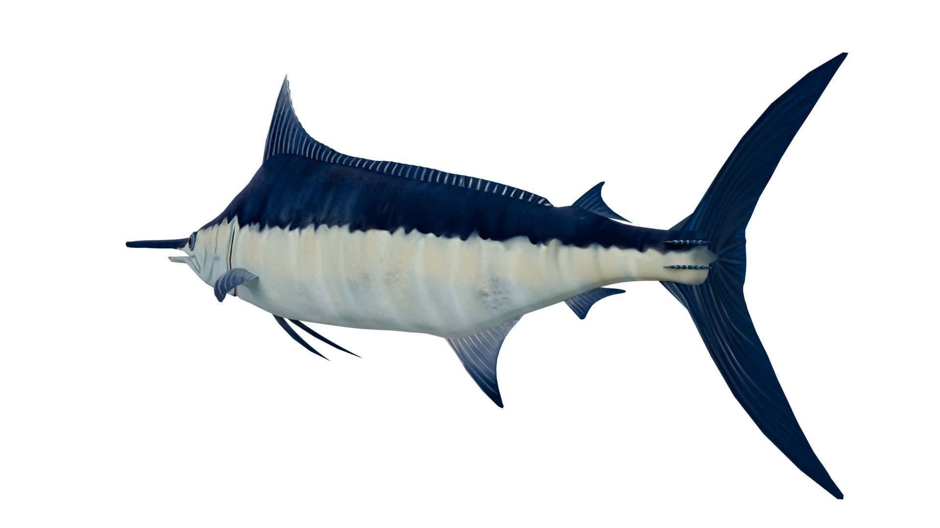 Sword Fish 3D model_2