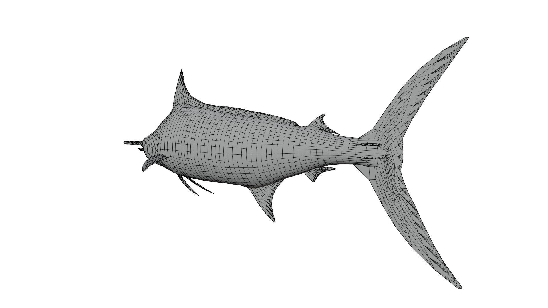 Sword Fish 3D model_11