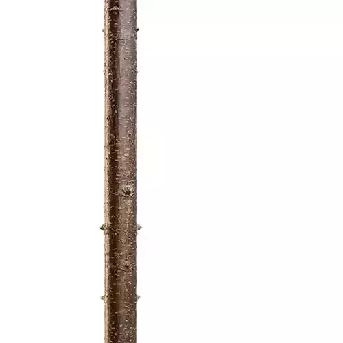 Bark Seamless Texture 2K - EXR 5 - JPG 5 Texture