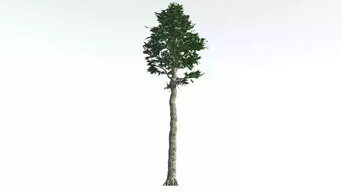 EVERYPlant Cordaites 3 --12 Models-- 3D model