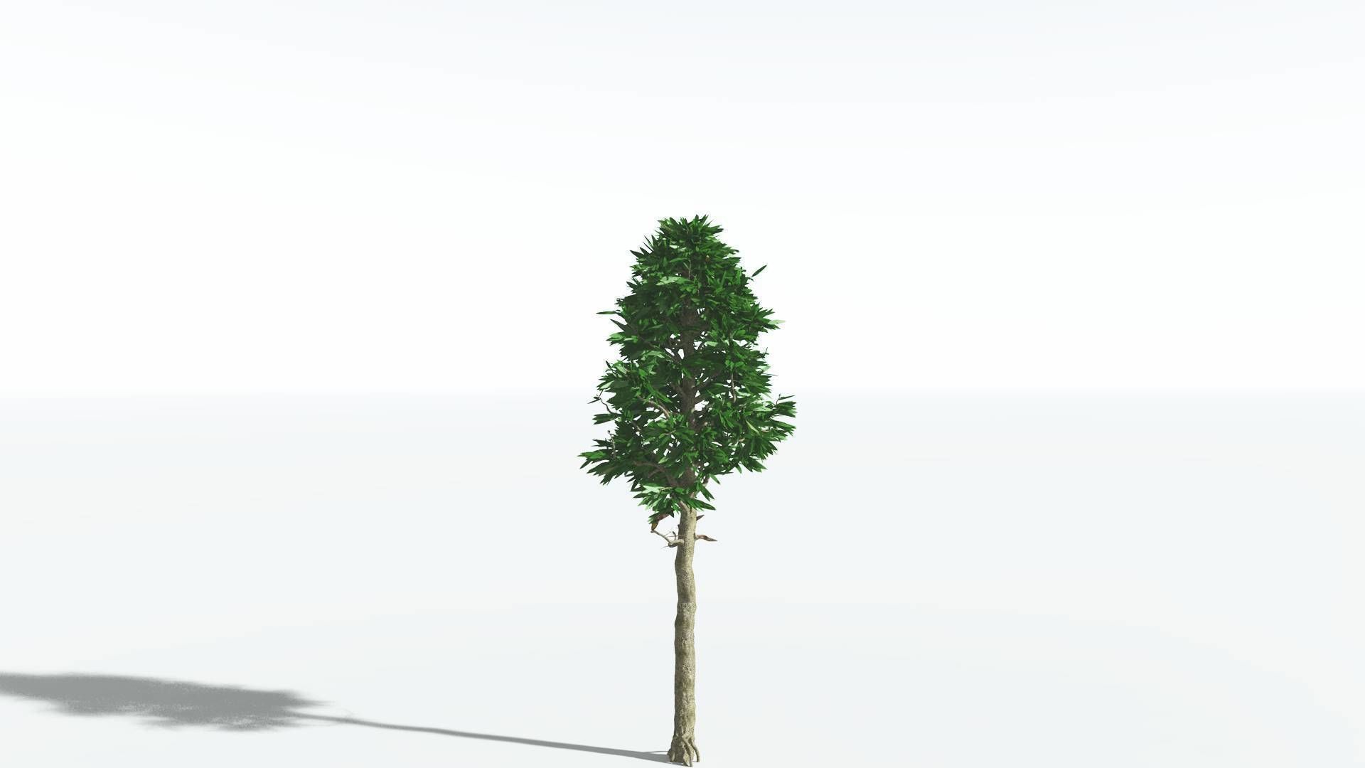 EVERYPlant Cordaites 4 --12 Models-- 3D model_16