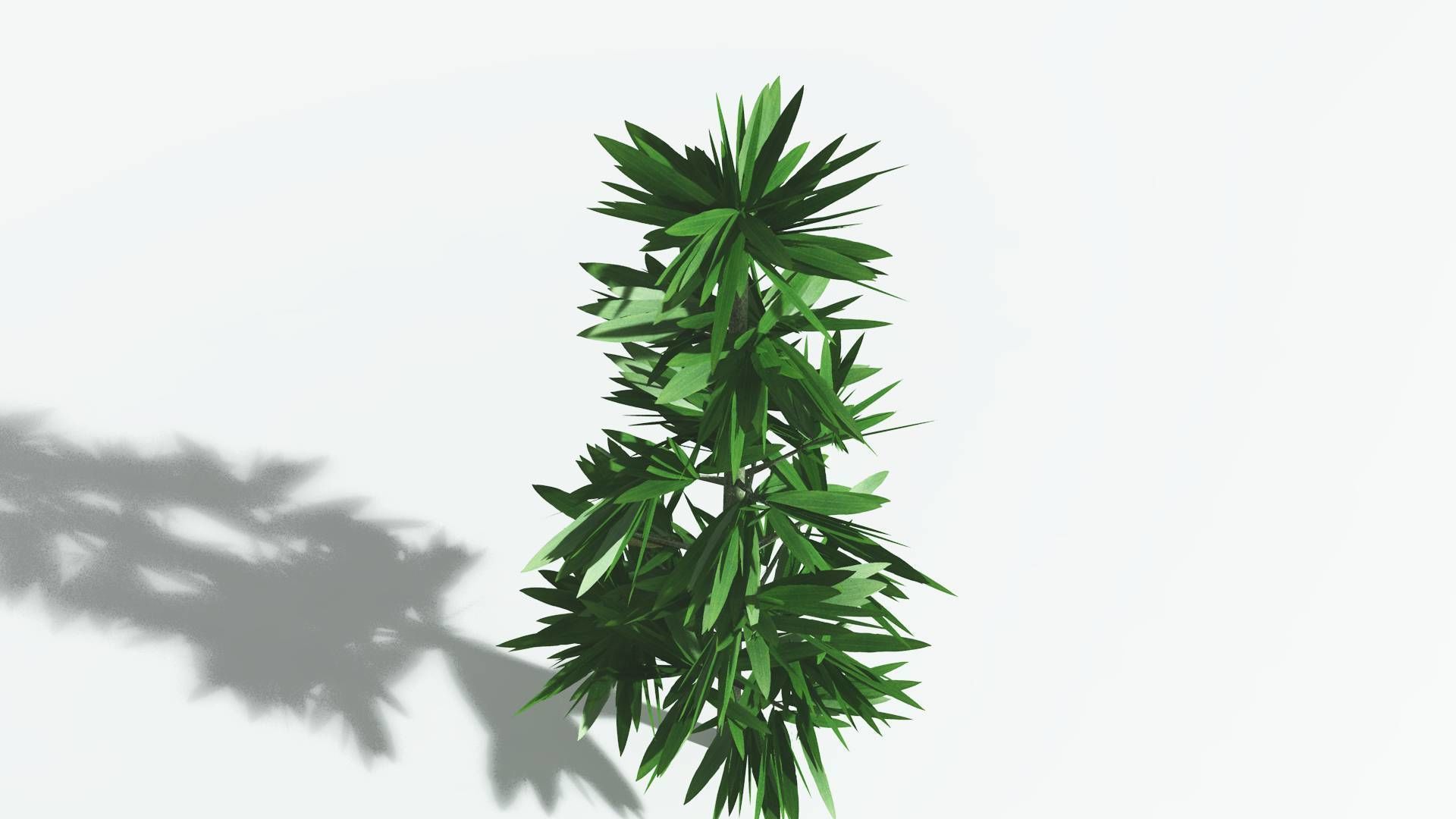 EVERYPlant Cordaites 4 --12 Models-- 3D model_21