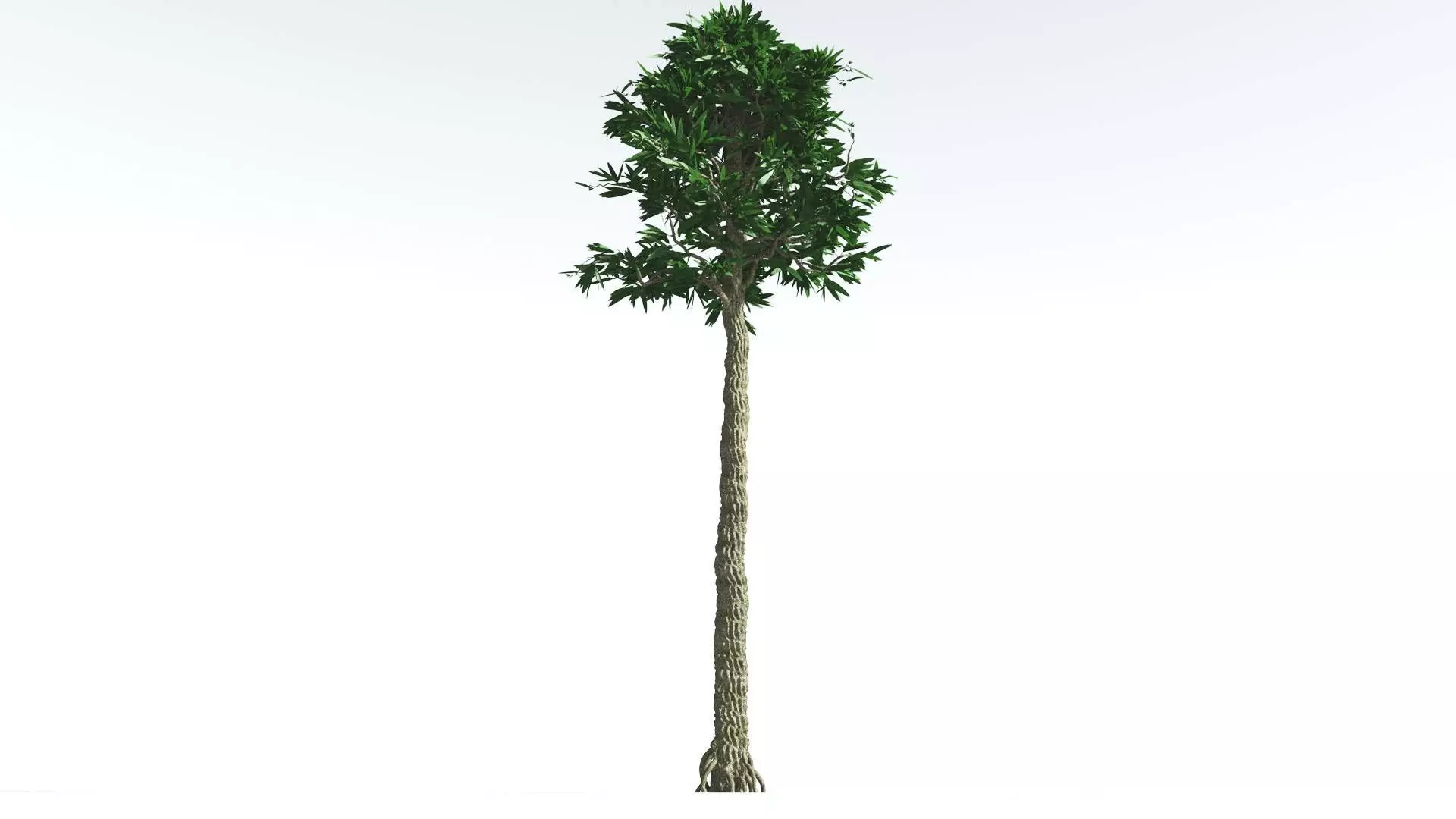 EVERYPlant Cordaites 4 --12 Models-- 3D model_0