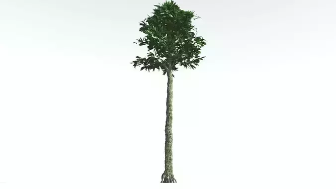 EVERYPlant Cordaites 4 --12 Models-- 3D model