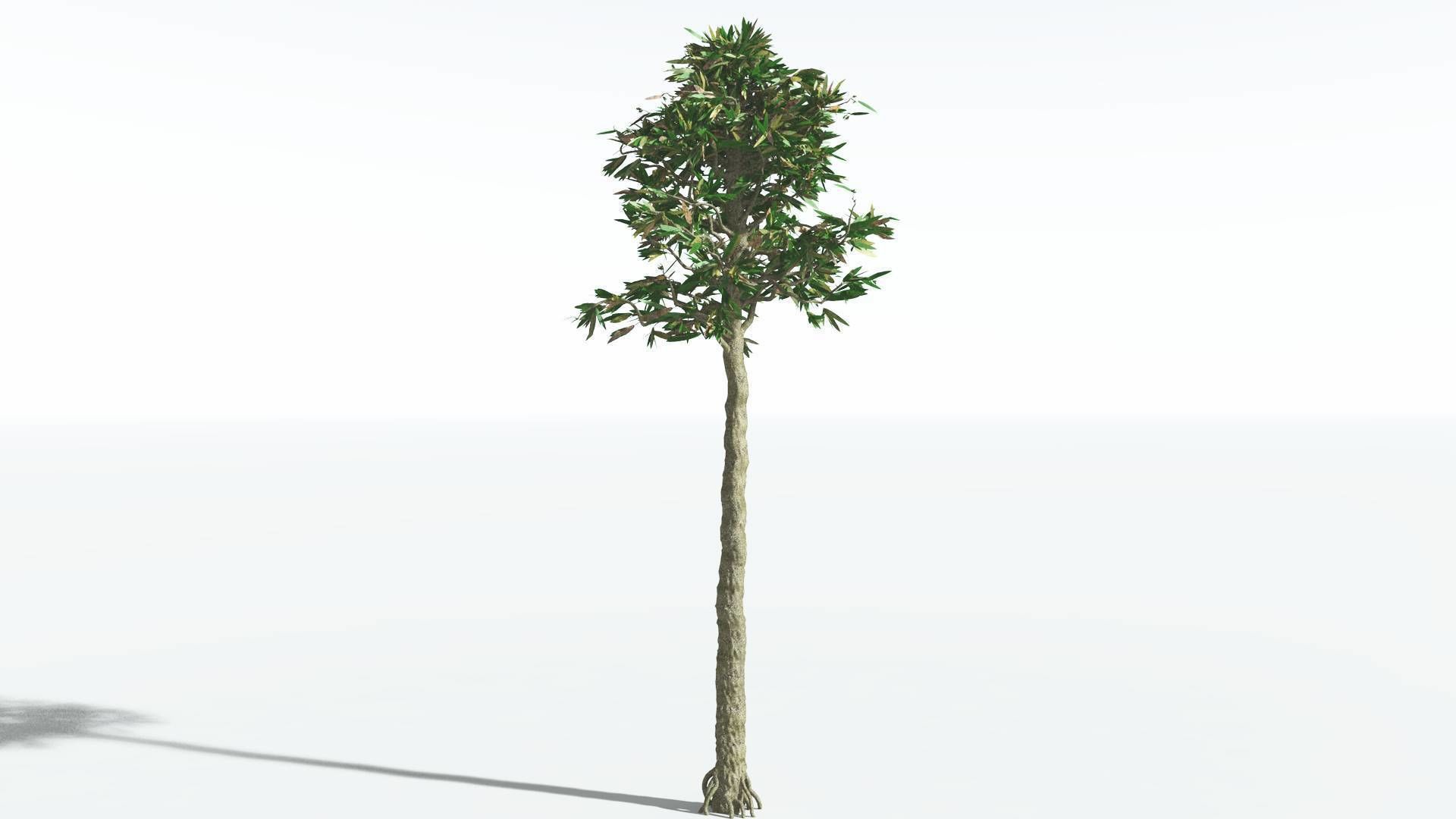EVERYPlant Cordaites 4 --12 Models-- 3D model_6