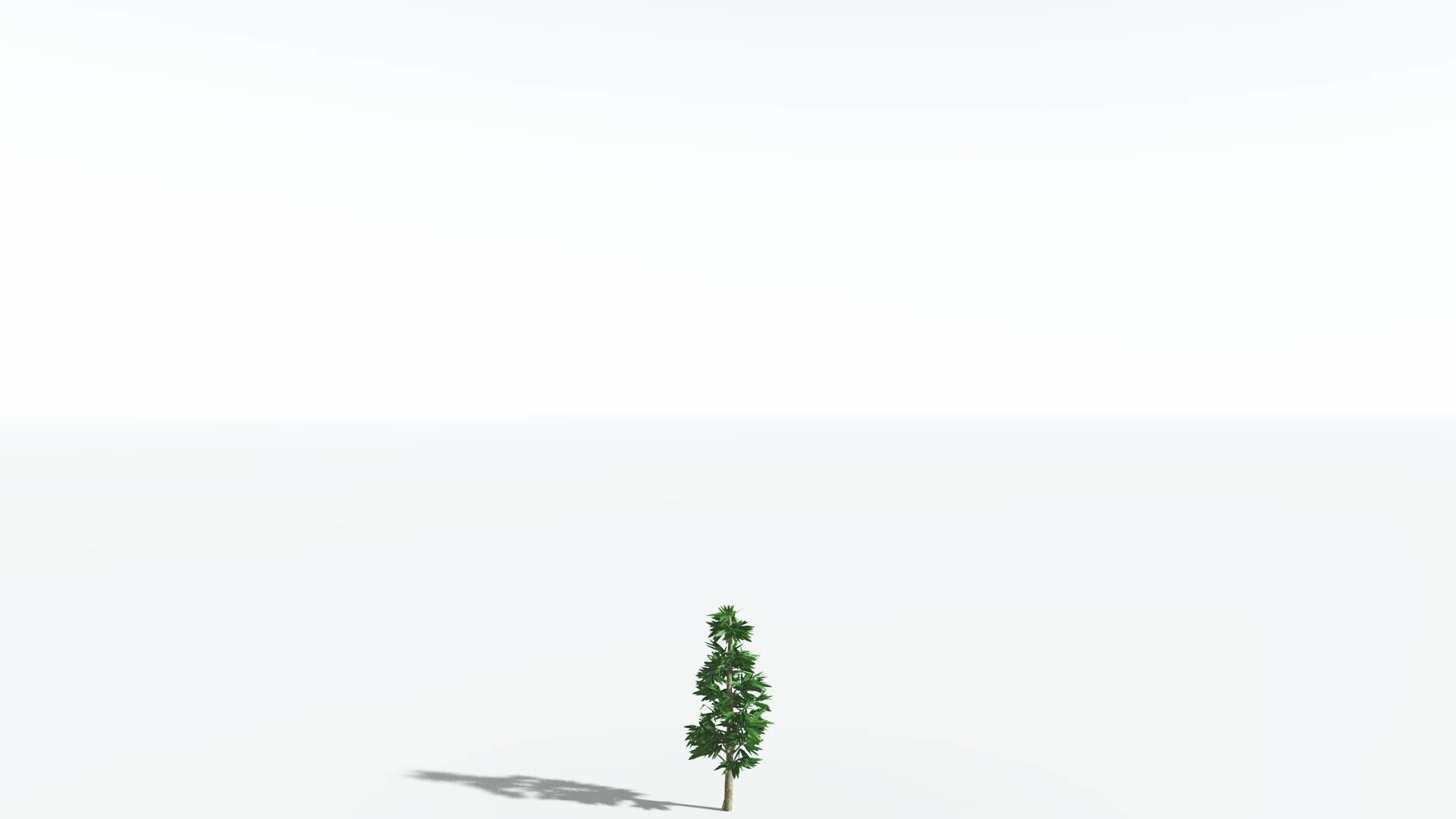 EVERYPlant Cordaites 4 --12 Models-- 3D model_18