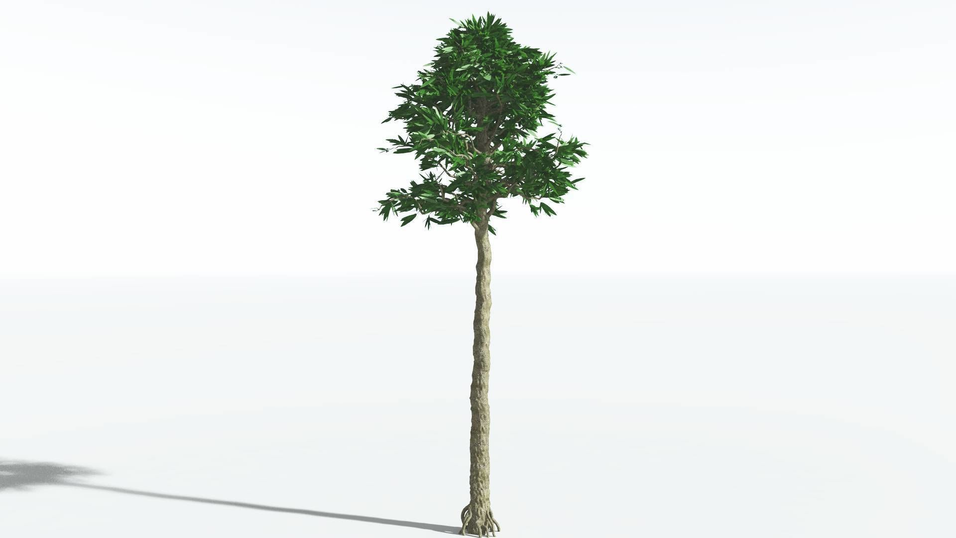 EVERYPlant Cordaites 4 --12 Models-- 3D model_4