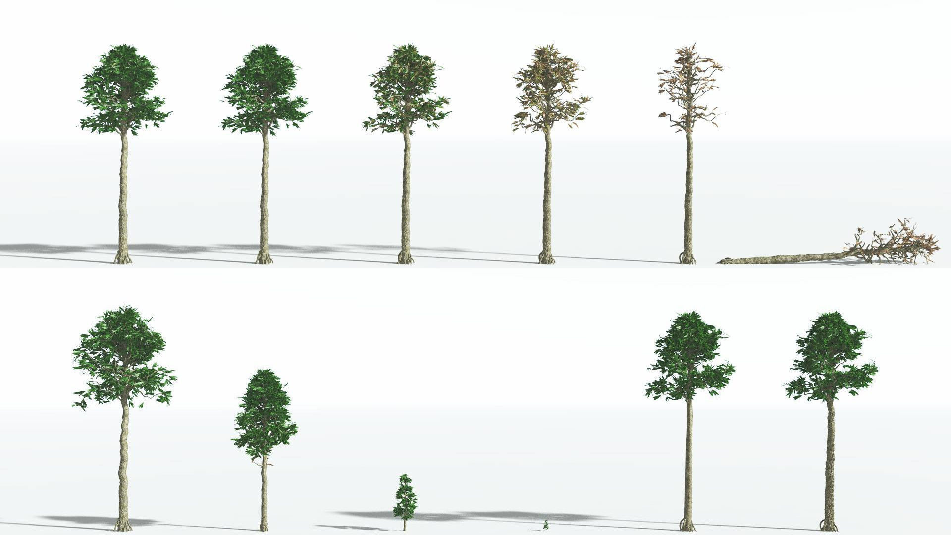 EVERYPlant Cordaites 4 --12 Models-- 3D model_1