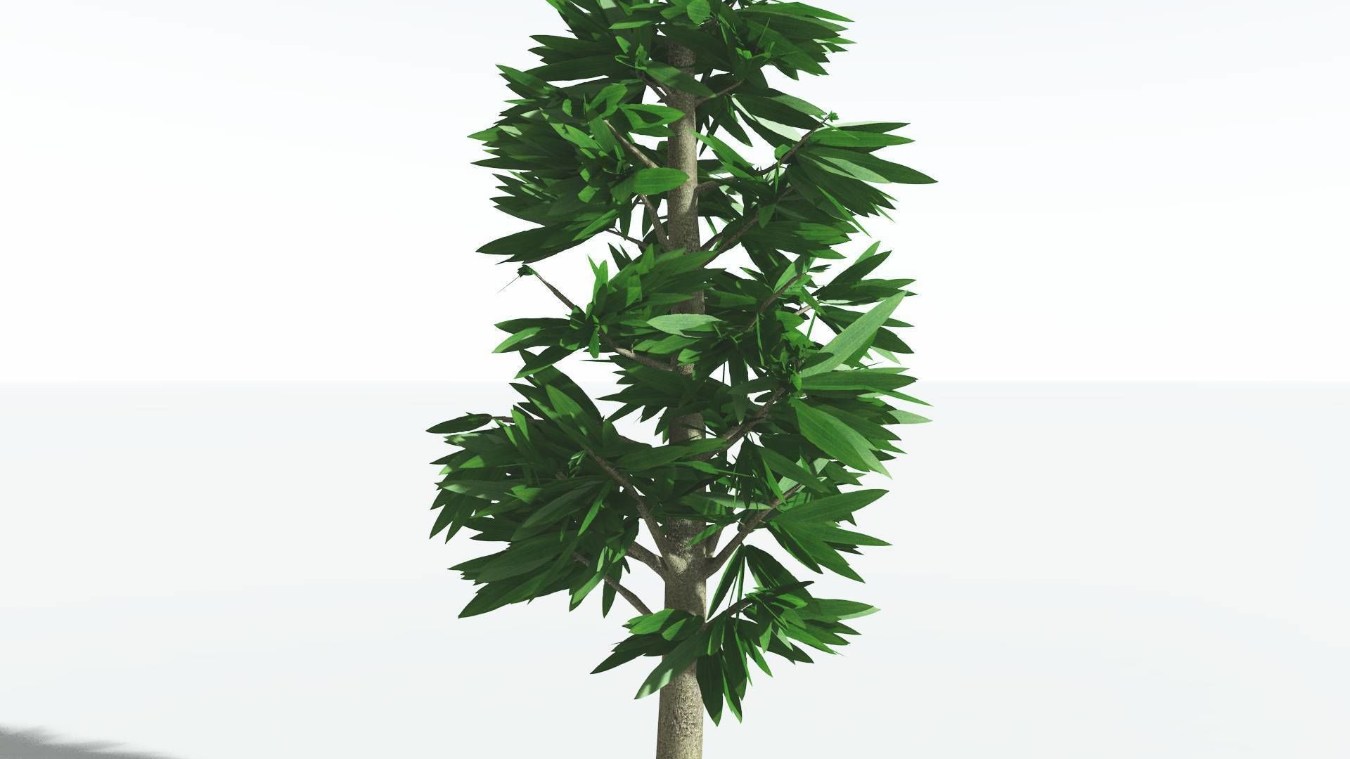 EVERYPlant Cordaites 4 --12 Models-- 3D model_19
