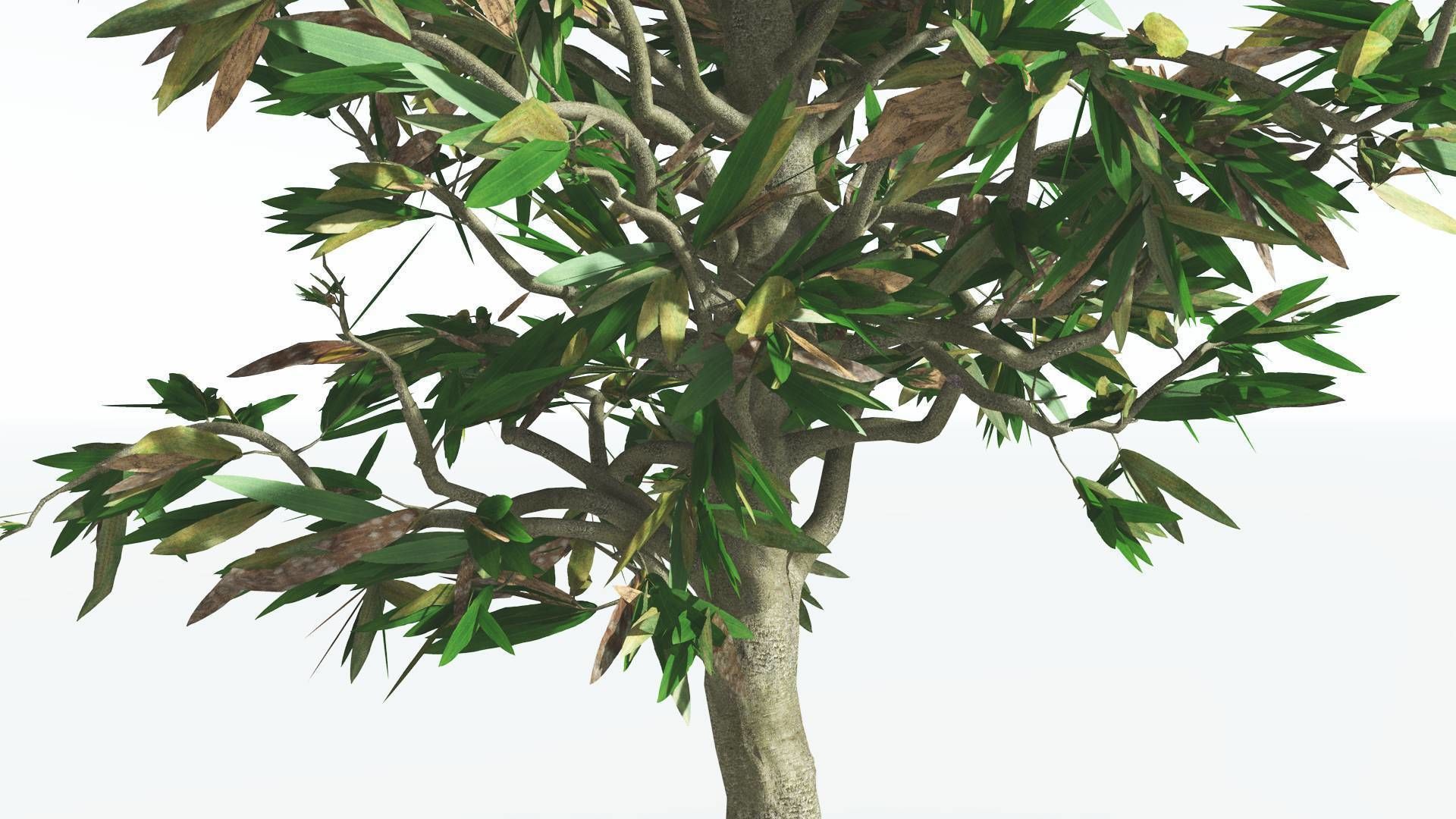 EVERYPlant Cordaites 4 --12 Models-- 3D model_7