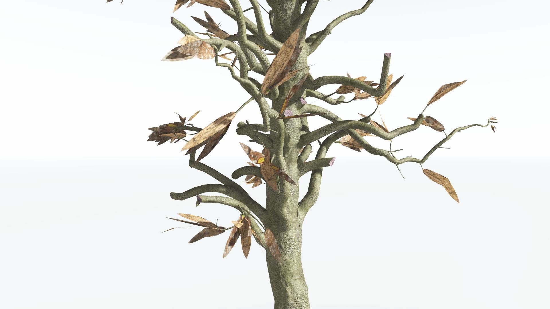 EVERYPlant Cordaites 4 --12 Models-- 3D model_11