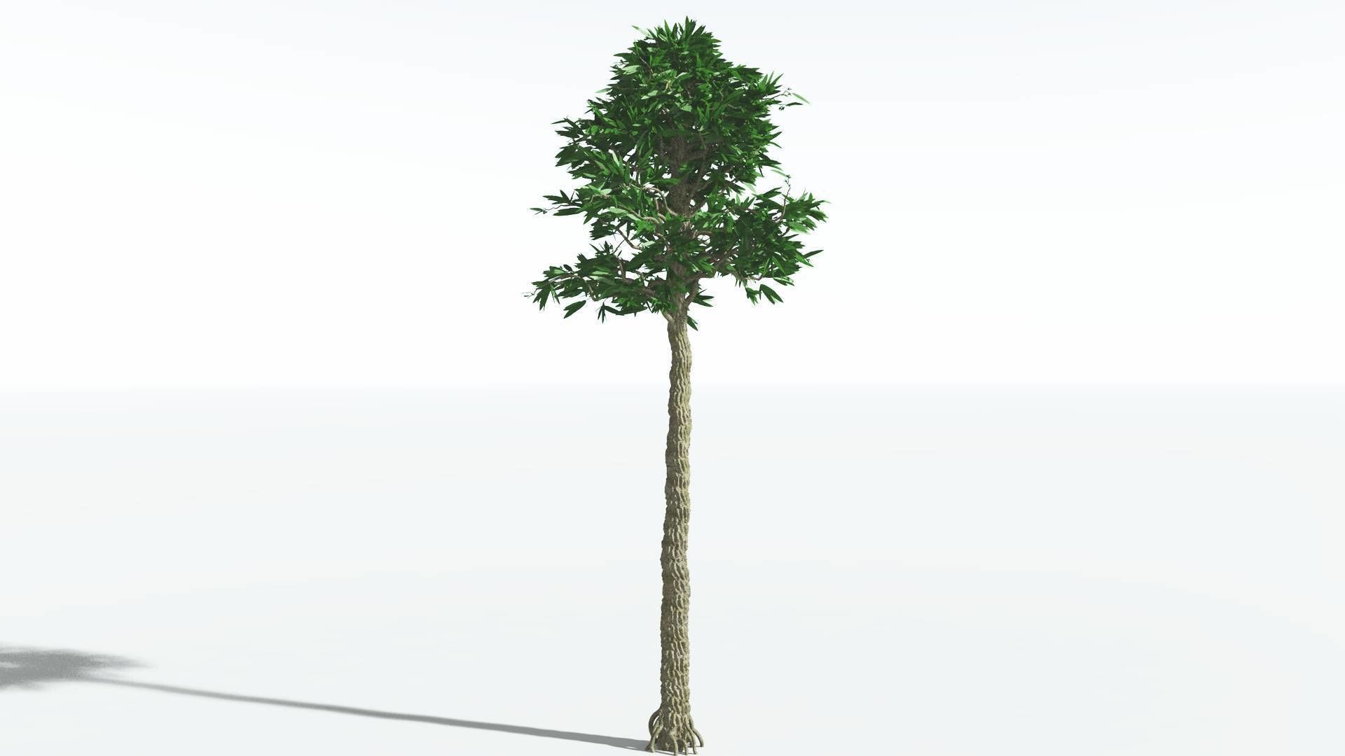 EVERYPlant Cordaites 4 --12 Models-- 3D model_24