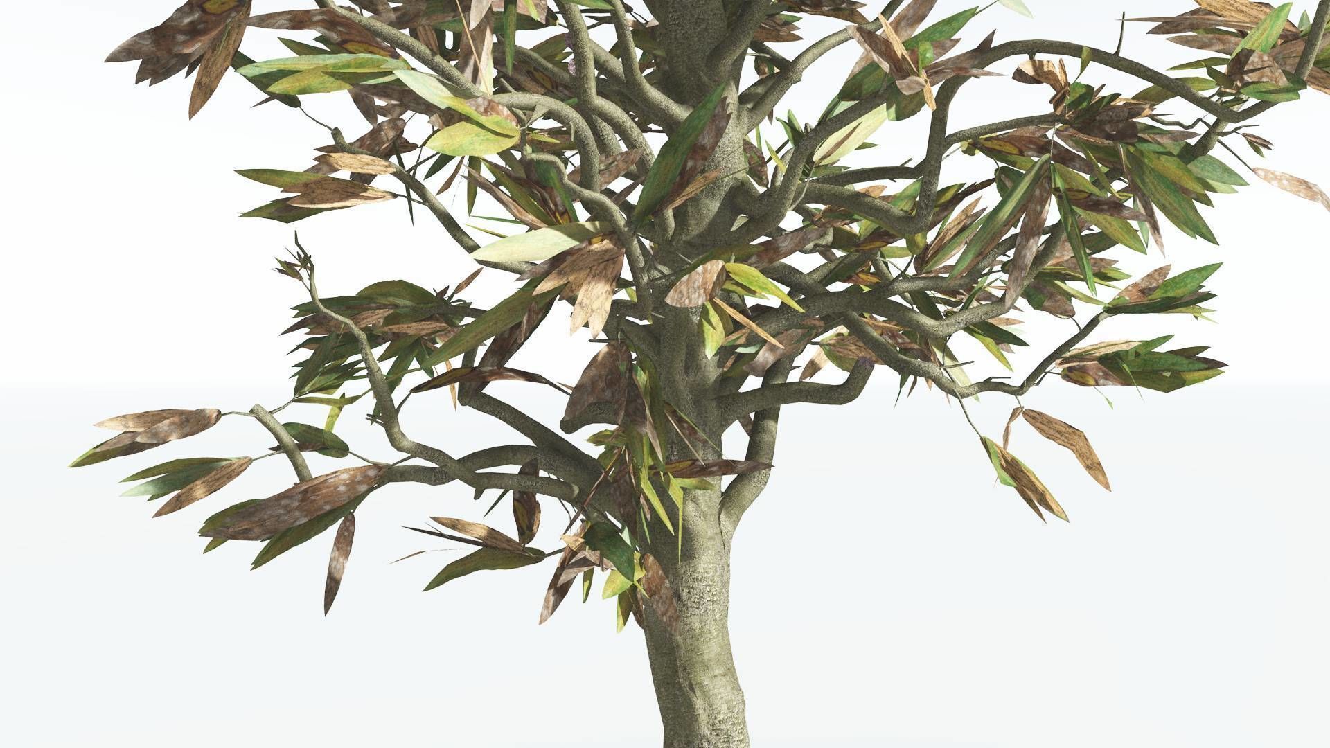 EVERYPlant Cordaites 4 --12 Models-- 3D model_9