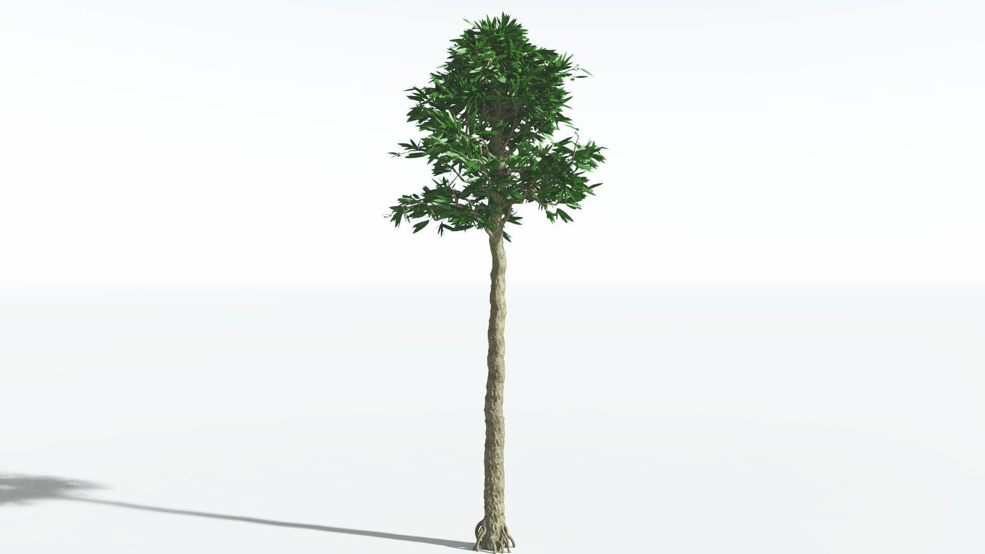 EVERYPlant Cordaites 4 --12 Models-- 3D model_2