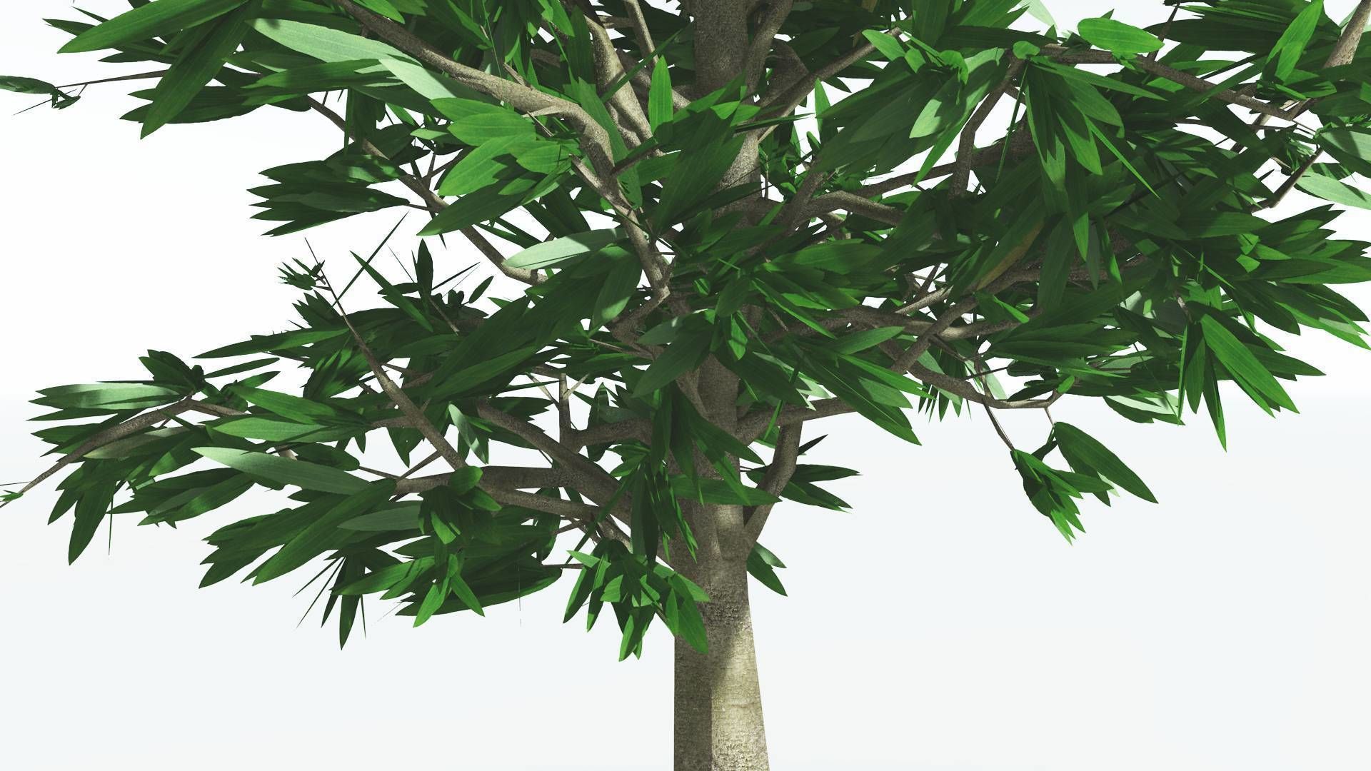 EVERYPlant Cordaites 4 --12 Models-- 3D model_23