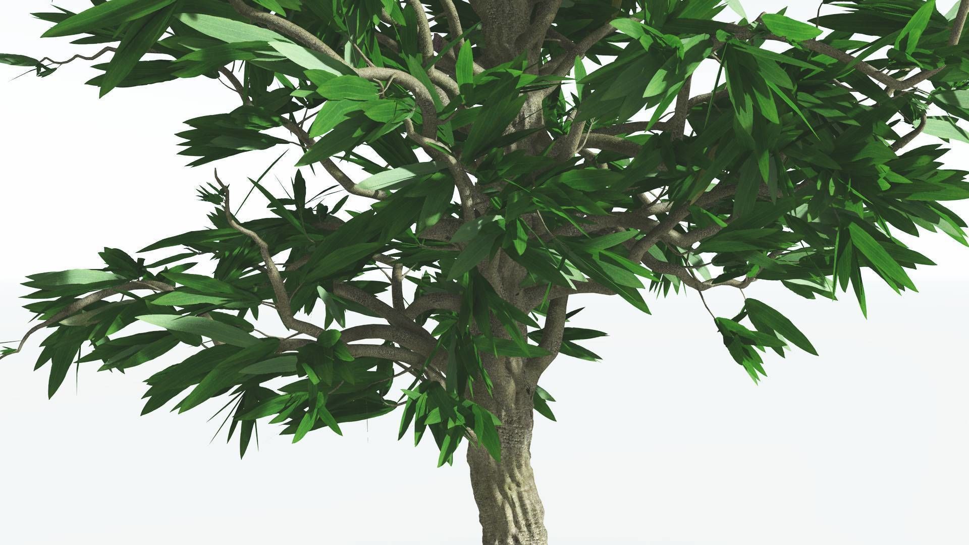 EVERYPlant Cordaites 4 --12 Models-- 3D model_25