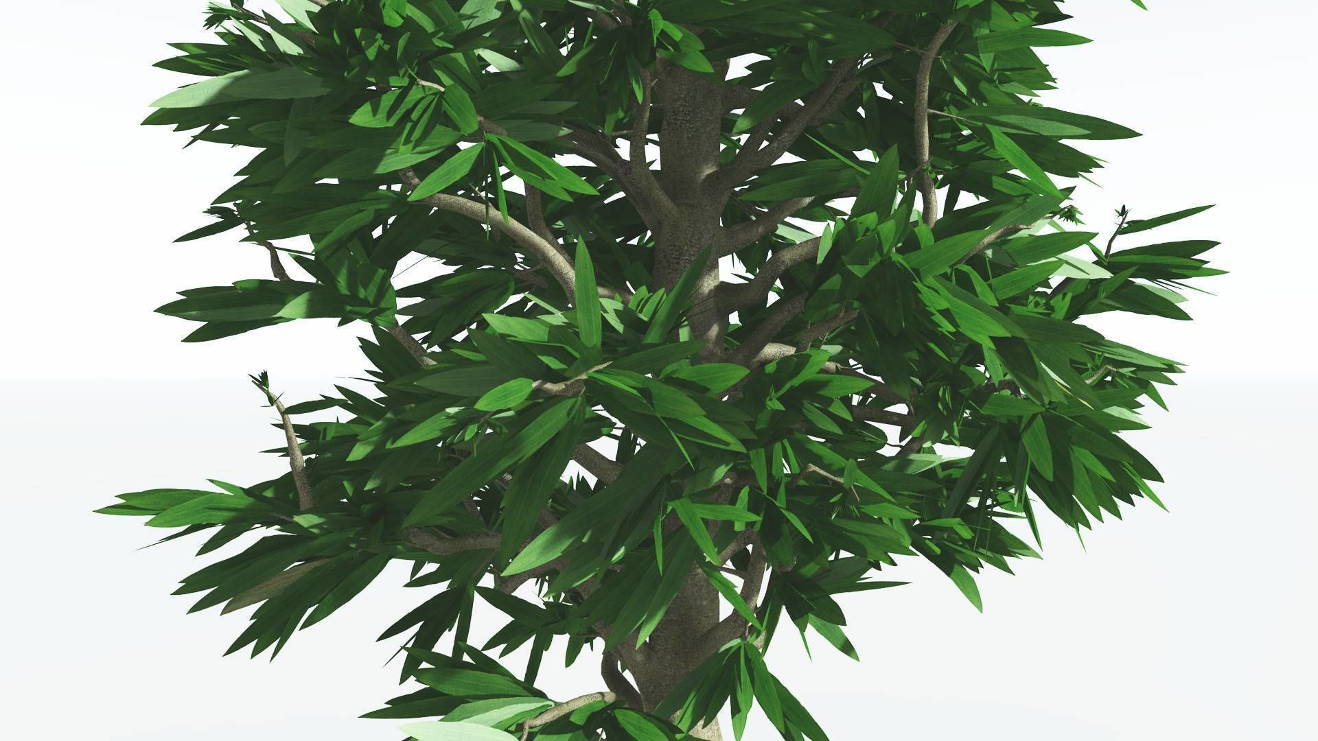 EVERYPlant Cordaites 4 --12 Models-- 3D model_17
