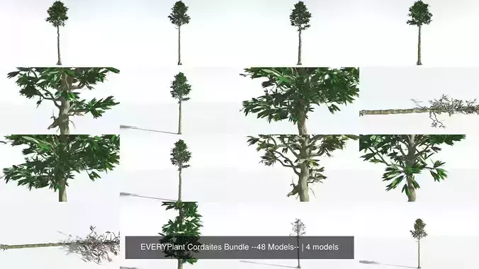 EVERYPlant Cordaites Bundle --48 Models-- 3D Model Collection