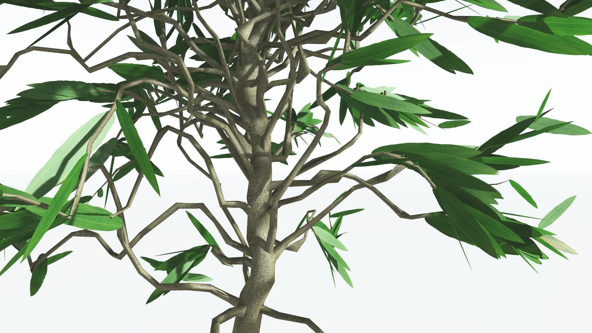 EVERYPlant Cordaites LowPoly 1 --12 Models-- Low-poly 3D model_15