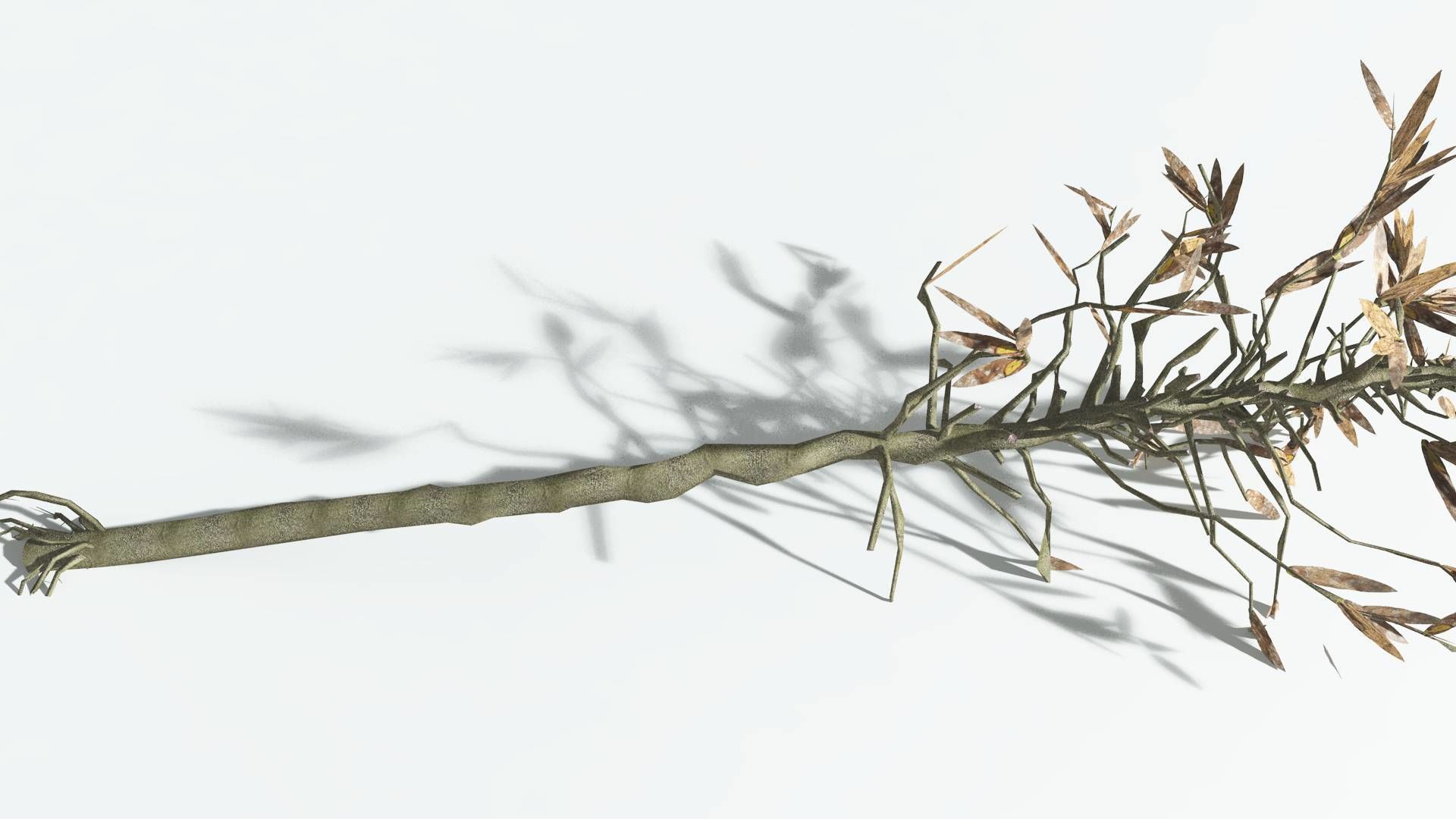 EVERYPlant Cordaites LowPoly 1 --12 Models-- Low-poly 3D model_13