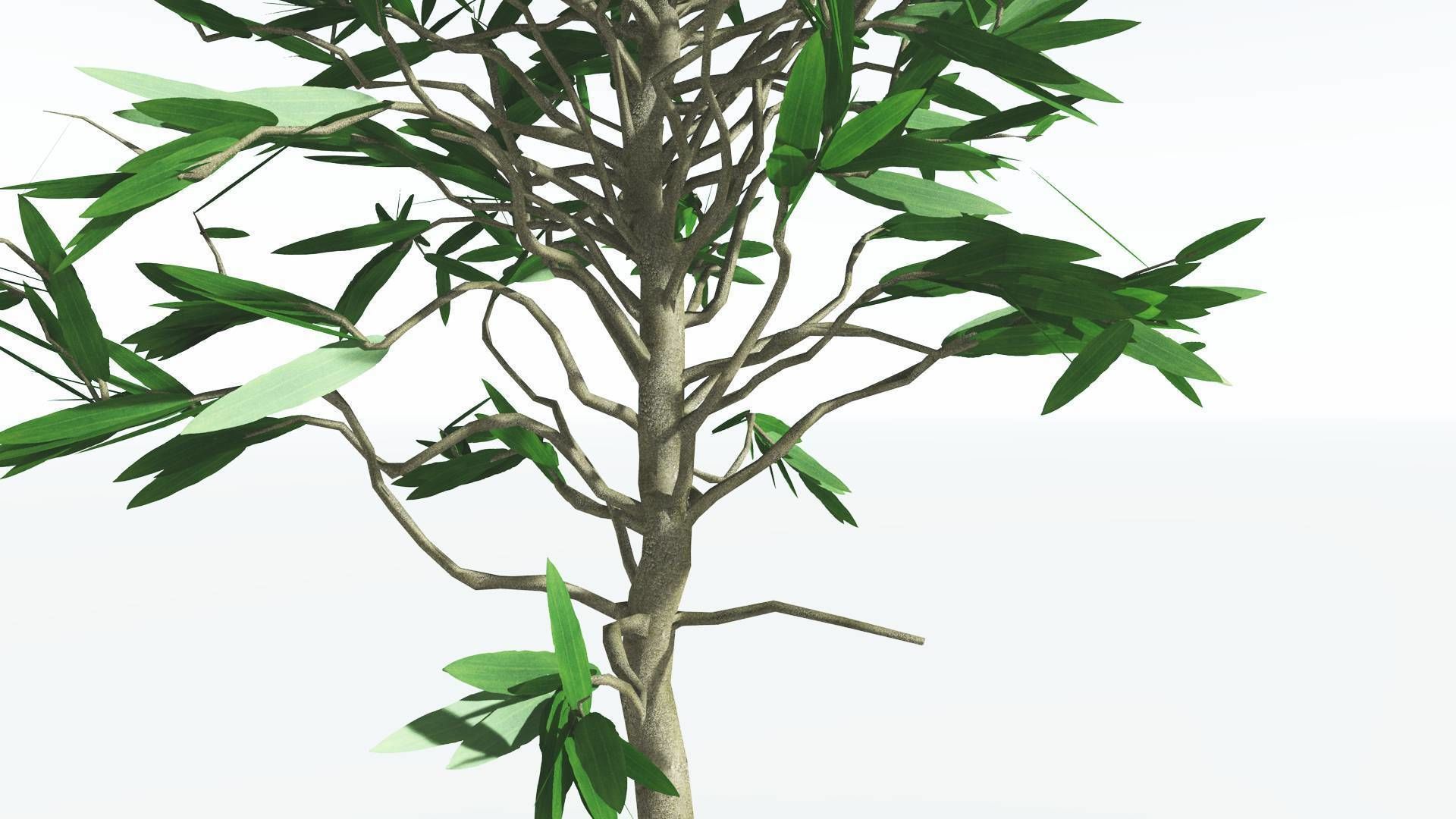 EVERYPlant Cordaites LowPoly 1 --12 Models-- Low-poly 3D model_25