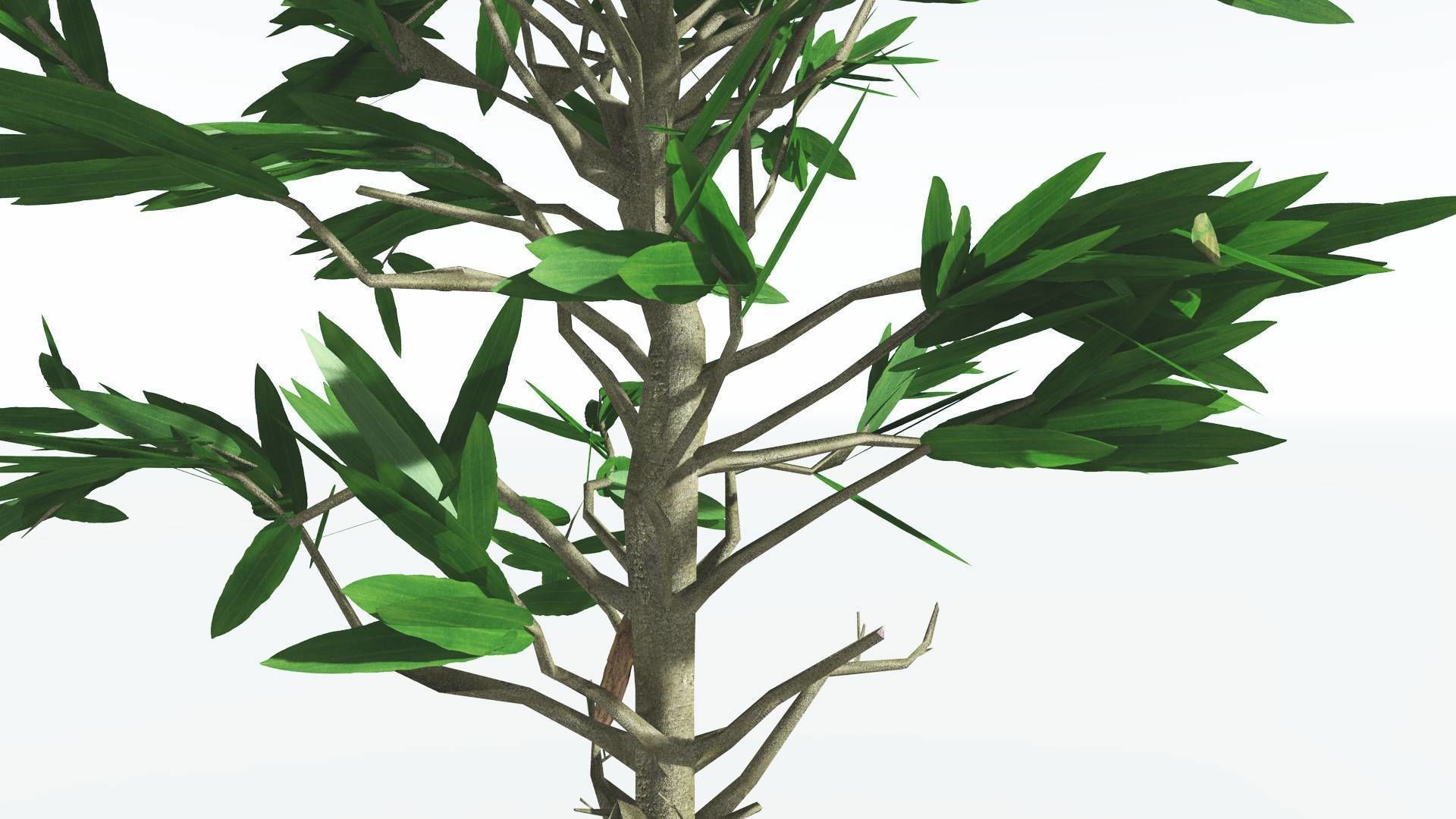 EVERYPlant Cordaites LowPoly 1 --12 Models-- Low-poly 3D model_17