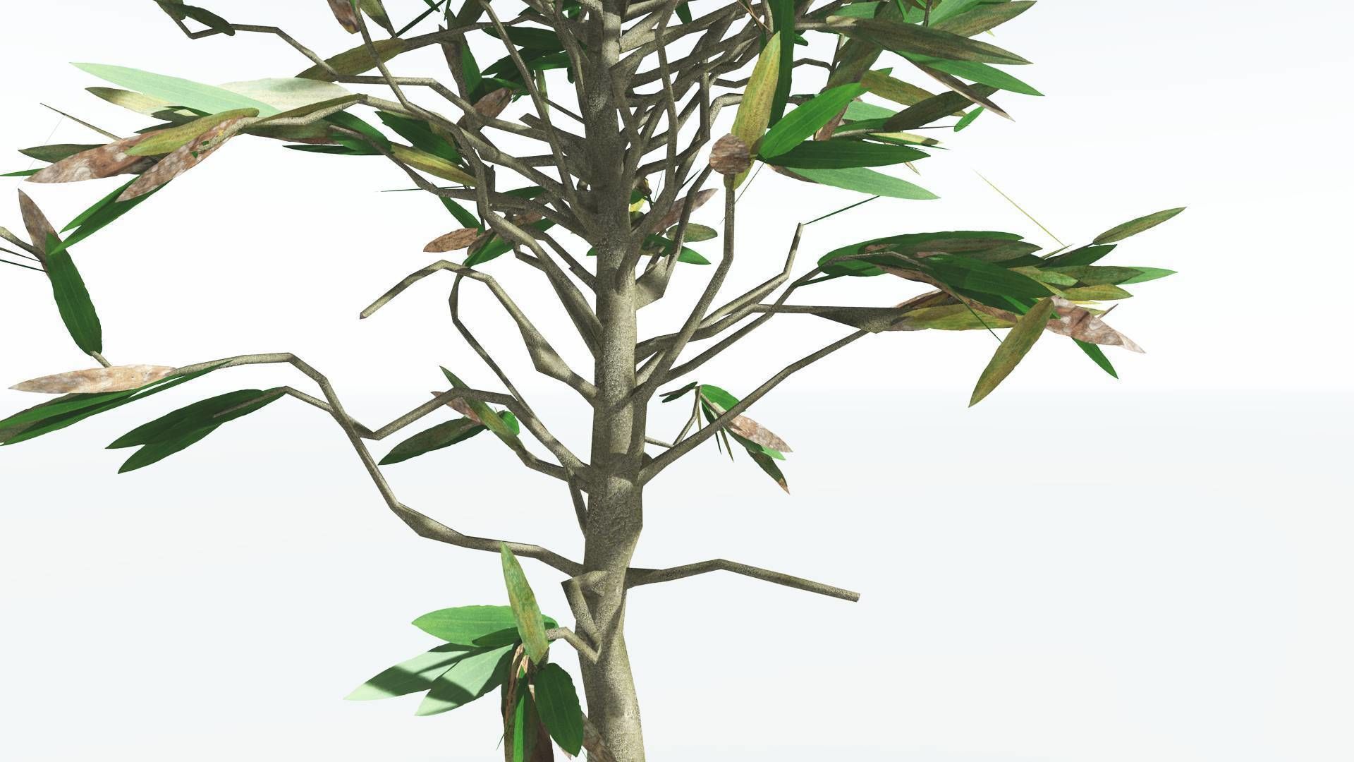 EVERYPlant Cordaites LowPoly 1 --12 Models-- Low-poly 3D model_7