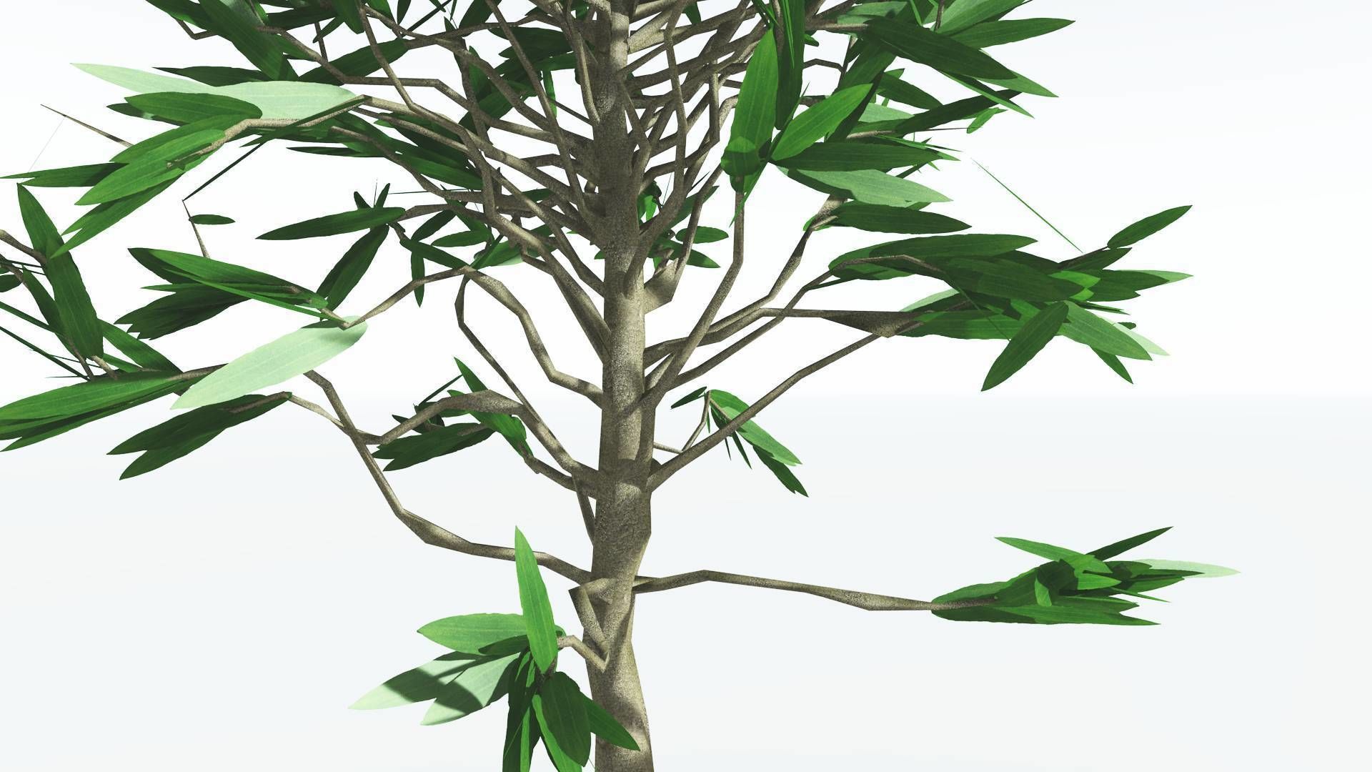 EVERYPlant Cordaites LowPoly 1 --12 Models-- Low-poly 3D model_5