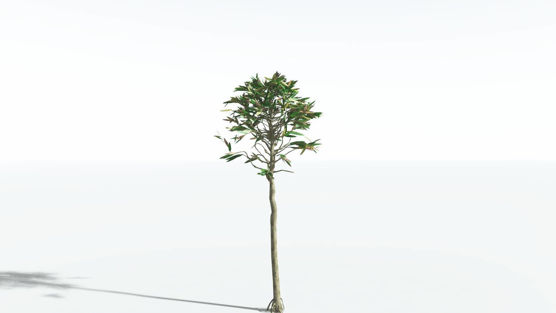 EVERYPlant Cordaites LowPoly 1 --12 Models-- Low-poly 3D model_6