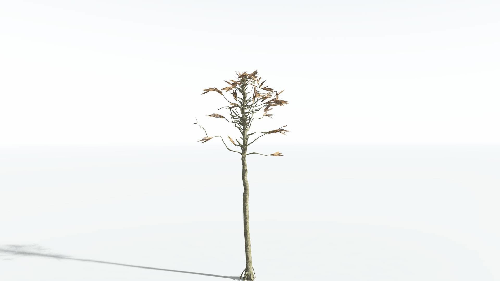 EVERYPlant Cordaites LowPoly 1 --12 Models-- Low-poly 3D model_10