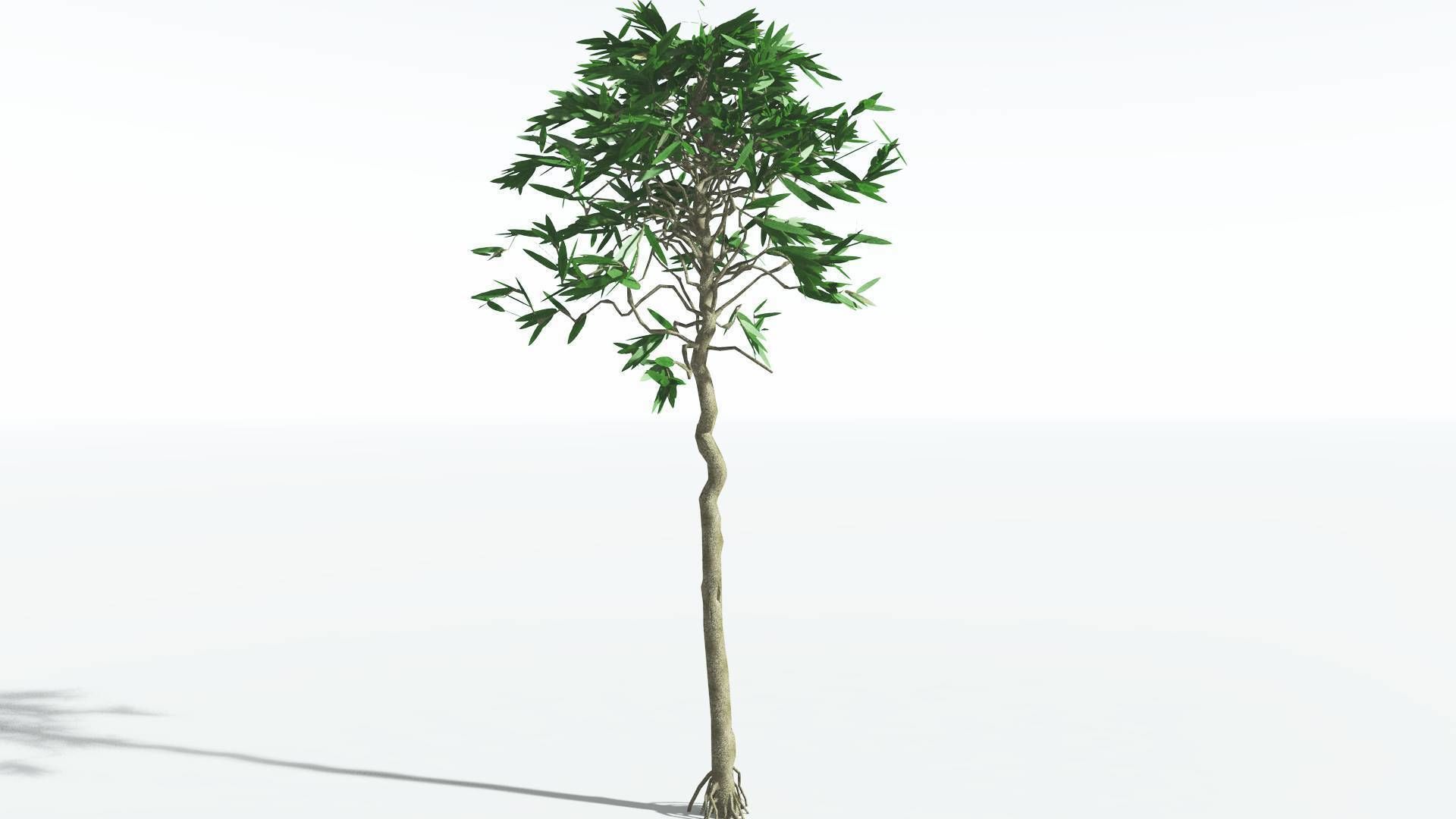 EVERYPlant Cordaites LowPoly 1 --12 Models-- Low-poly 3D model_14