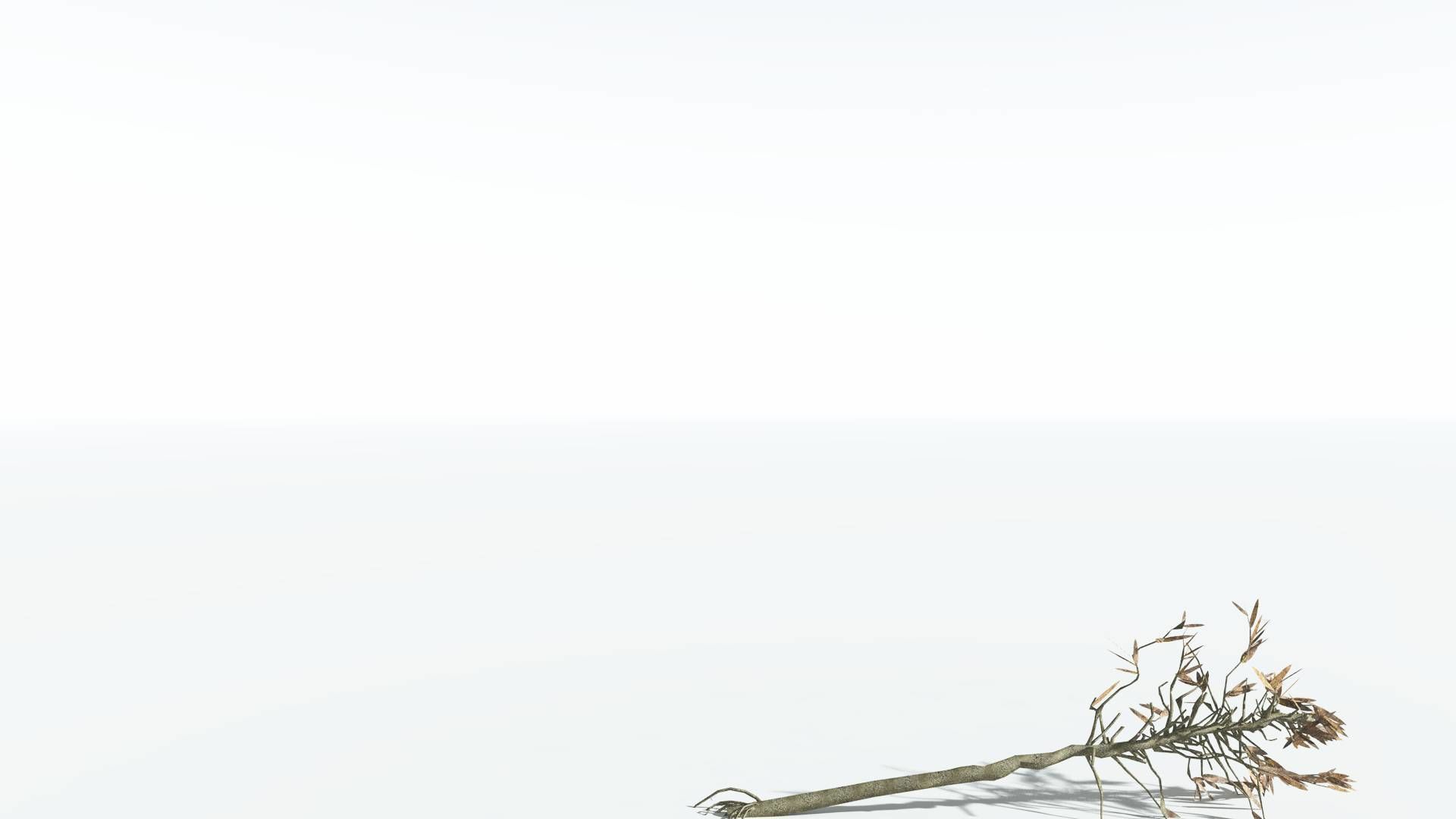 EVERYPlant Cordaites LowPoly 1 --12 Models-- Low-poly 3D model_12