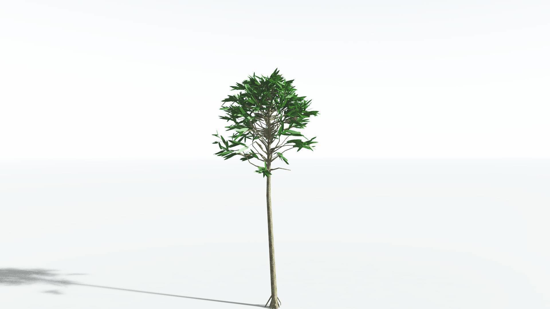 EVERYPlant Cordaites LowPoly 1 --12 Models-- Low-poly 3D model_22
