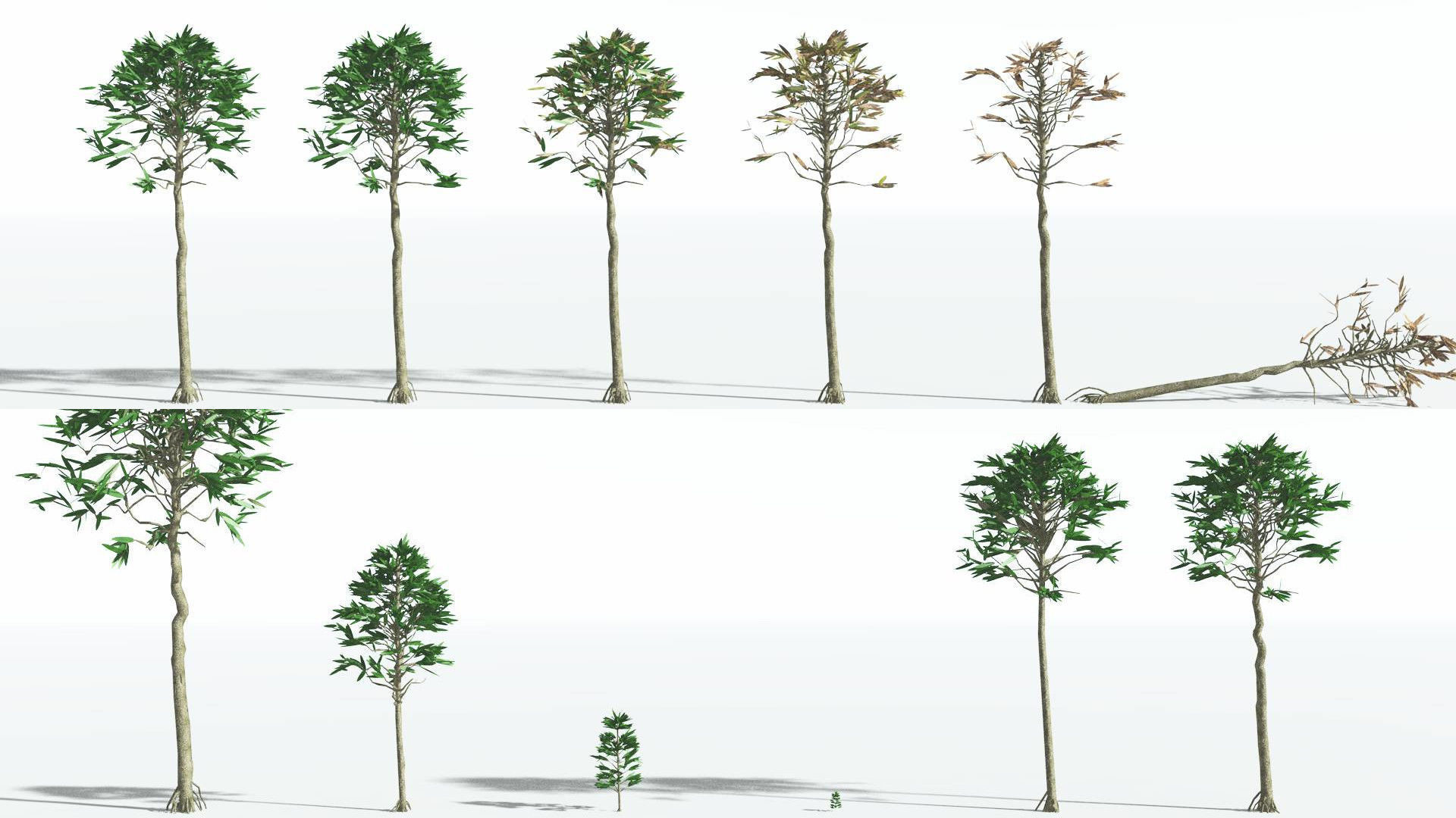 EVERYPlant Cordaites LowPoly 1 --12 Models-- Low-poly 3D model_1